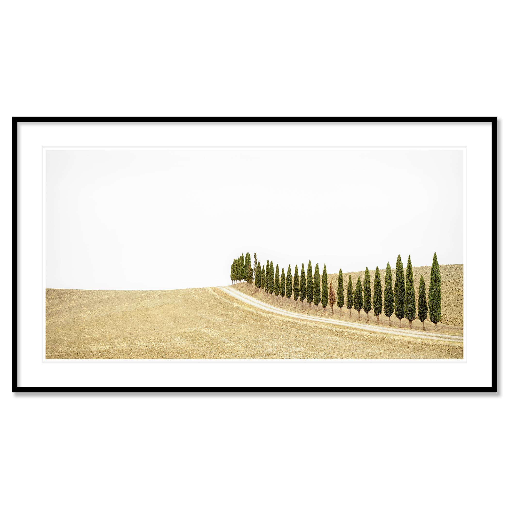 Row of Cypress Trees, Toscane, photographie en couleur, édition limitée, paysage en vente 1