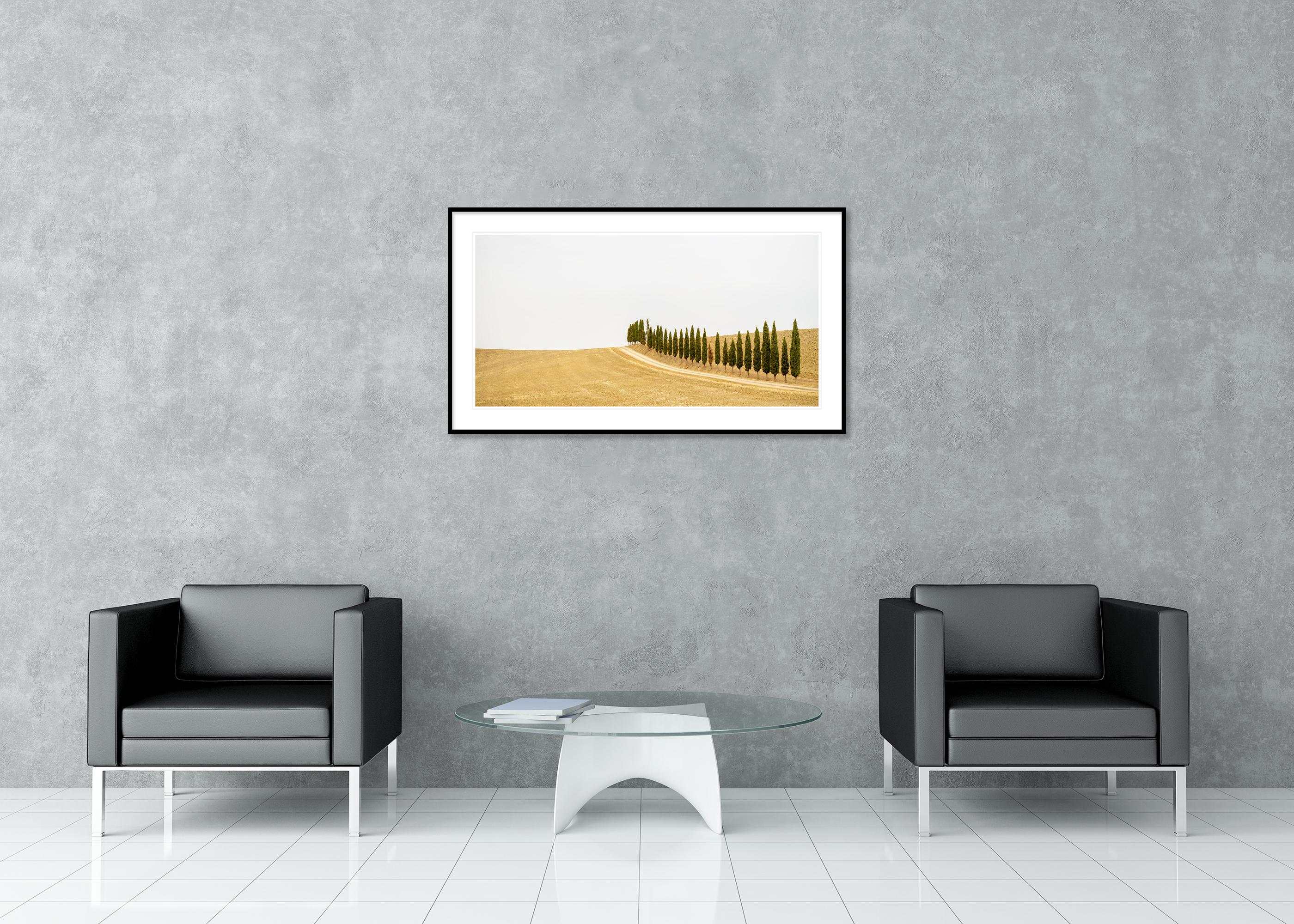 Row of Cypress Trees, Toscane, photographie en couleur, édition limitée, paysage en vente 2