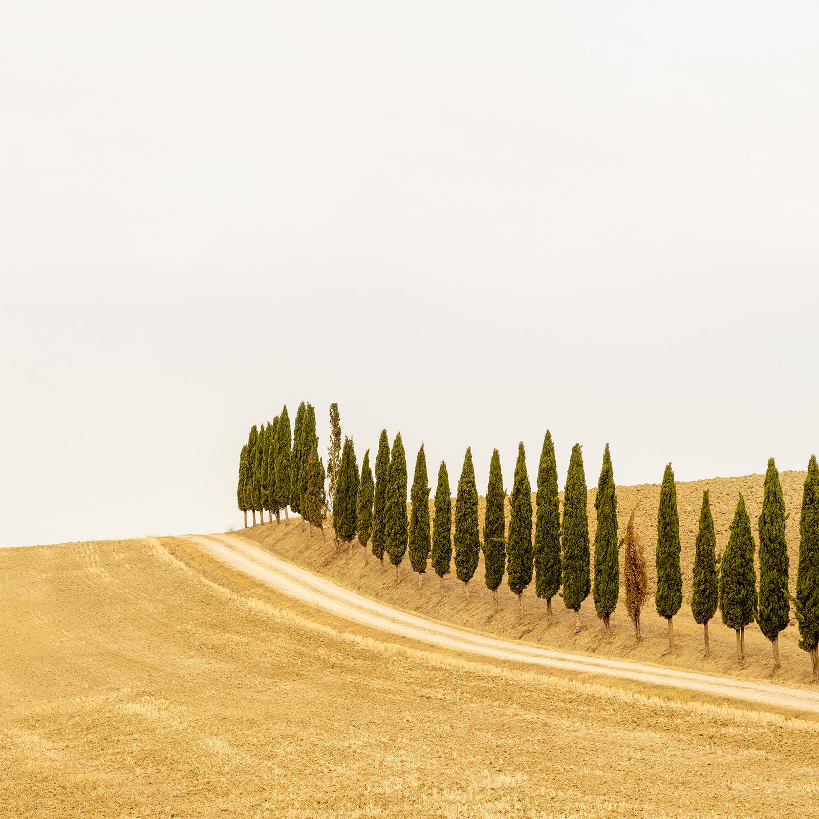 The Row of Cypress Trees, Toscana, fotografia a colori, edizione limitata, paesaggio in vendita 3