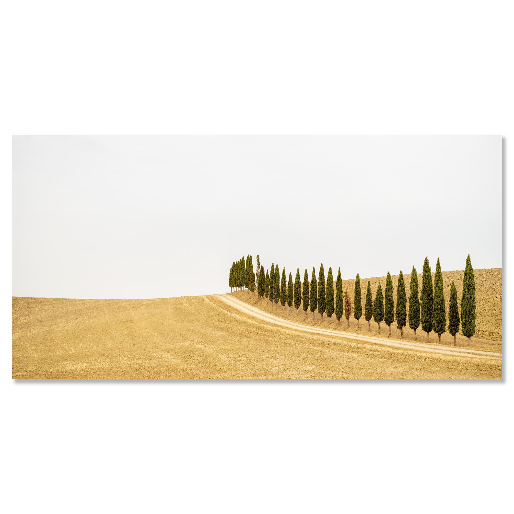 Row of Cypress Trees, Toscane, photographie en couleur, édition limitée, paysage en vente 3