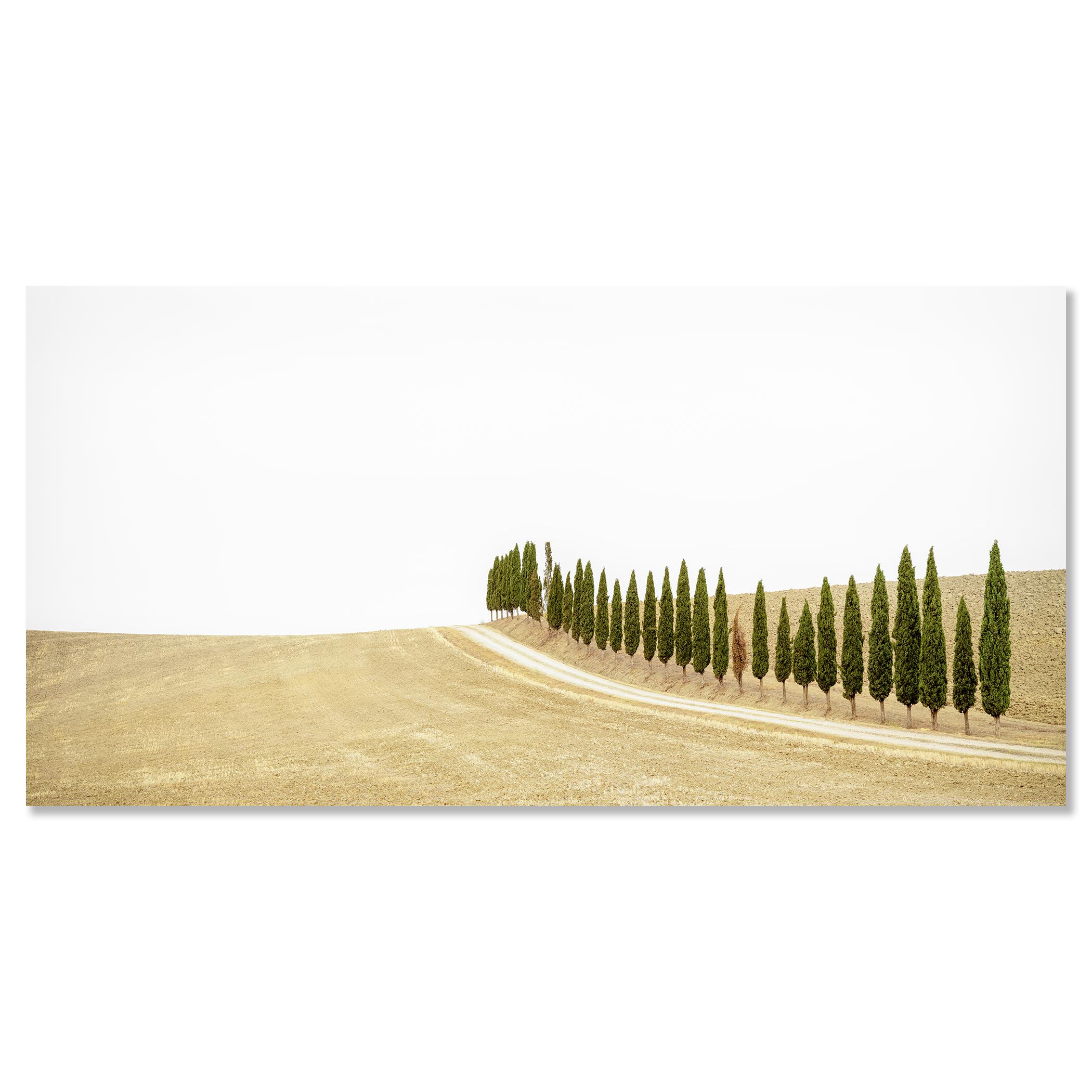 Row of Cypress Trees, Toscane, photographie en couleur, édition limitée, paysage en vente 3