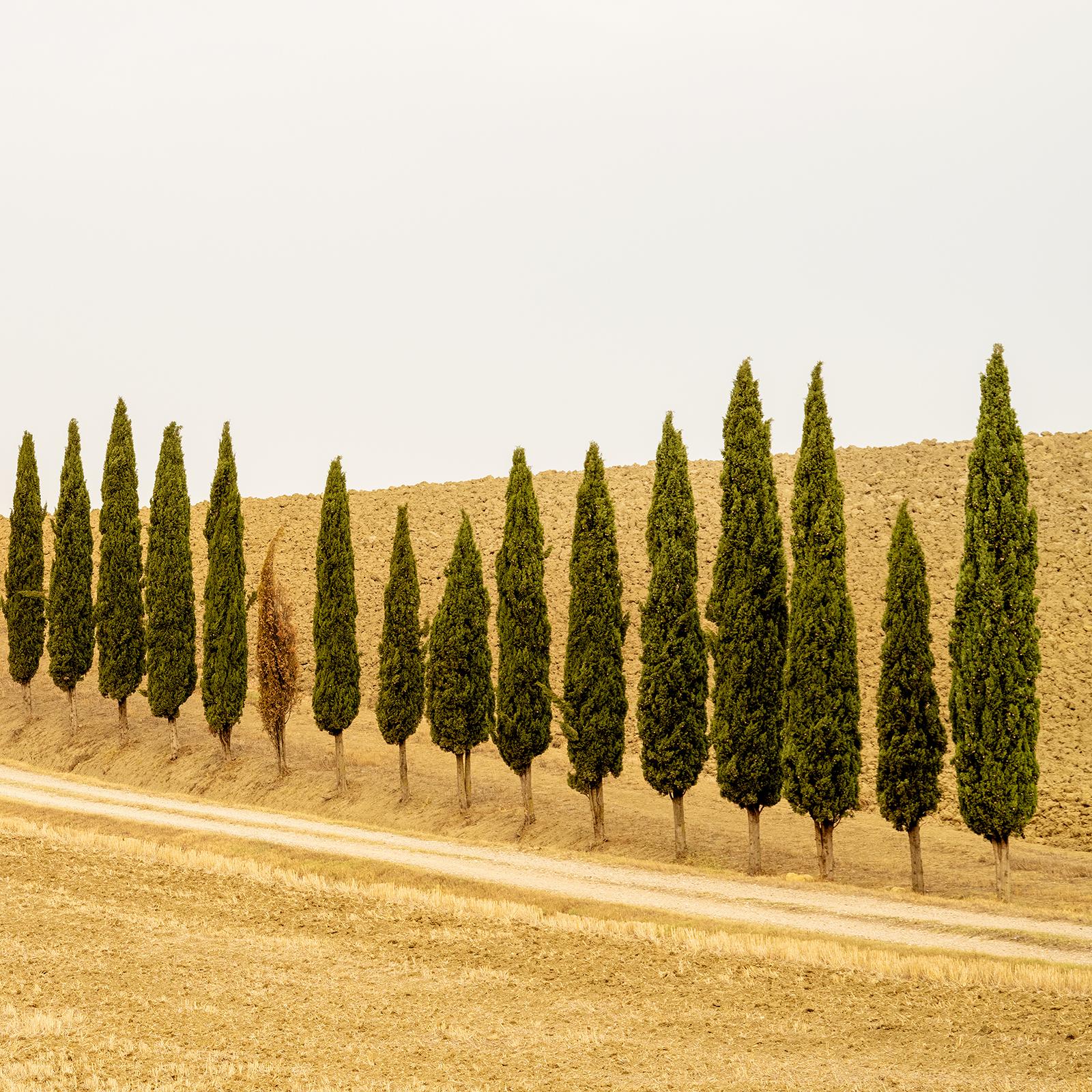 The Row of Cypress Trees, Toscana, fotografia a colori, edizione limitata, paesaggio in vendita 4