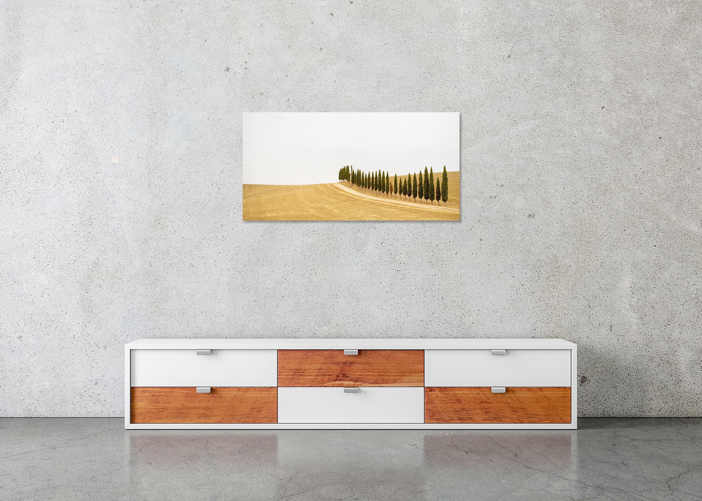 Row of Cypress Trees, Toscane, photographie en couleur, édition limitée, paysage en vente 4