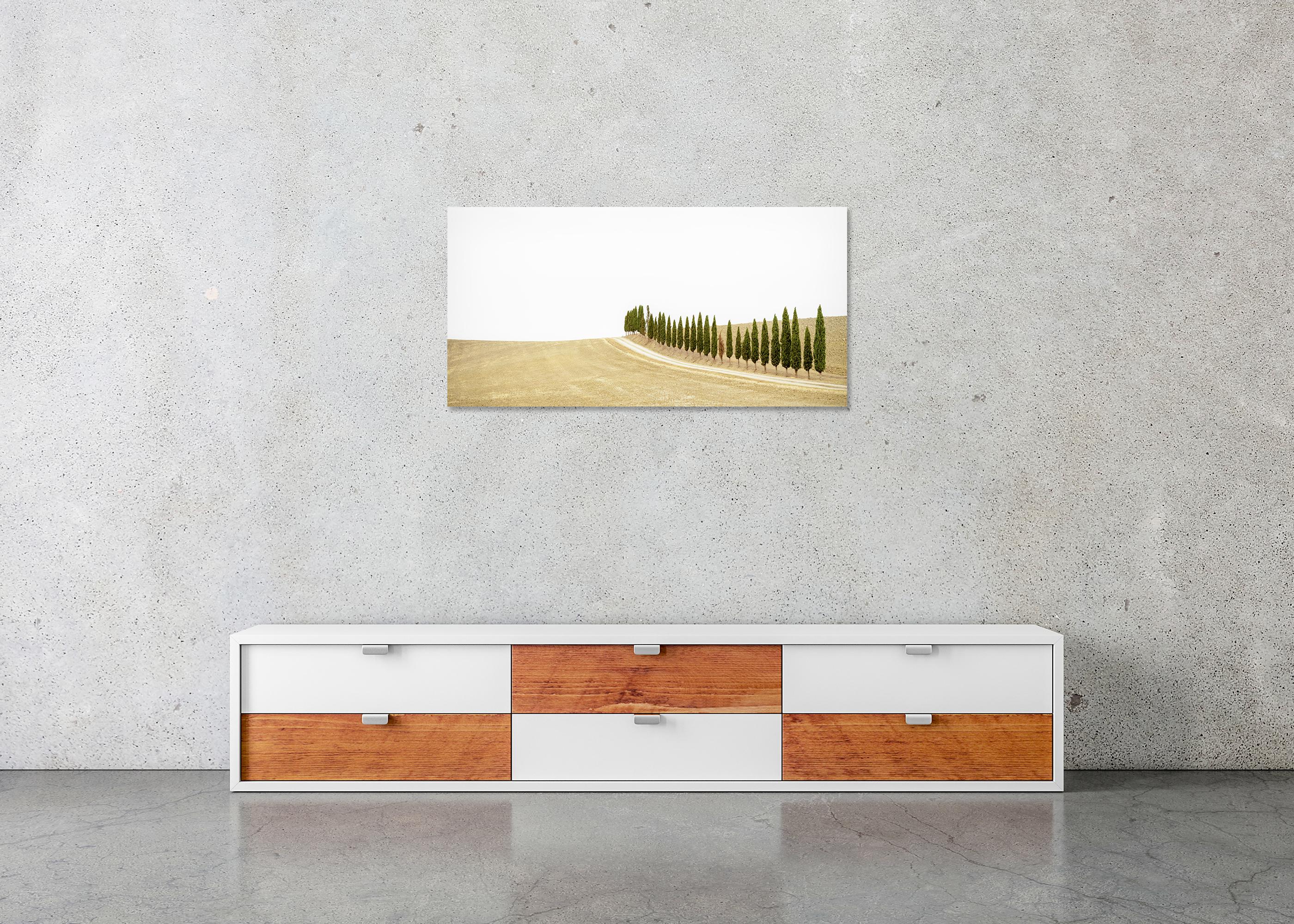 Row of Cypress Trees, Toscane, photographie en couleur, édition limitée, paysage en vente 4
