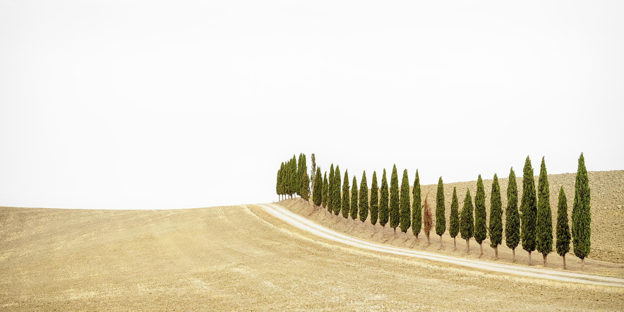 Row of Cypress Trees, Tuscany, color photography, limited edition, landscape