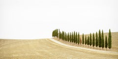 The Row of Cypress Trees, Toscana, fotografia a colori, edizione limitata, paesaggio