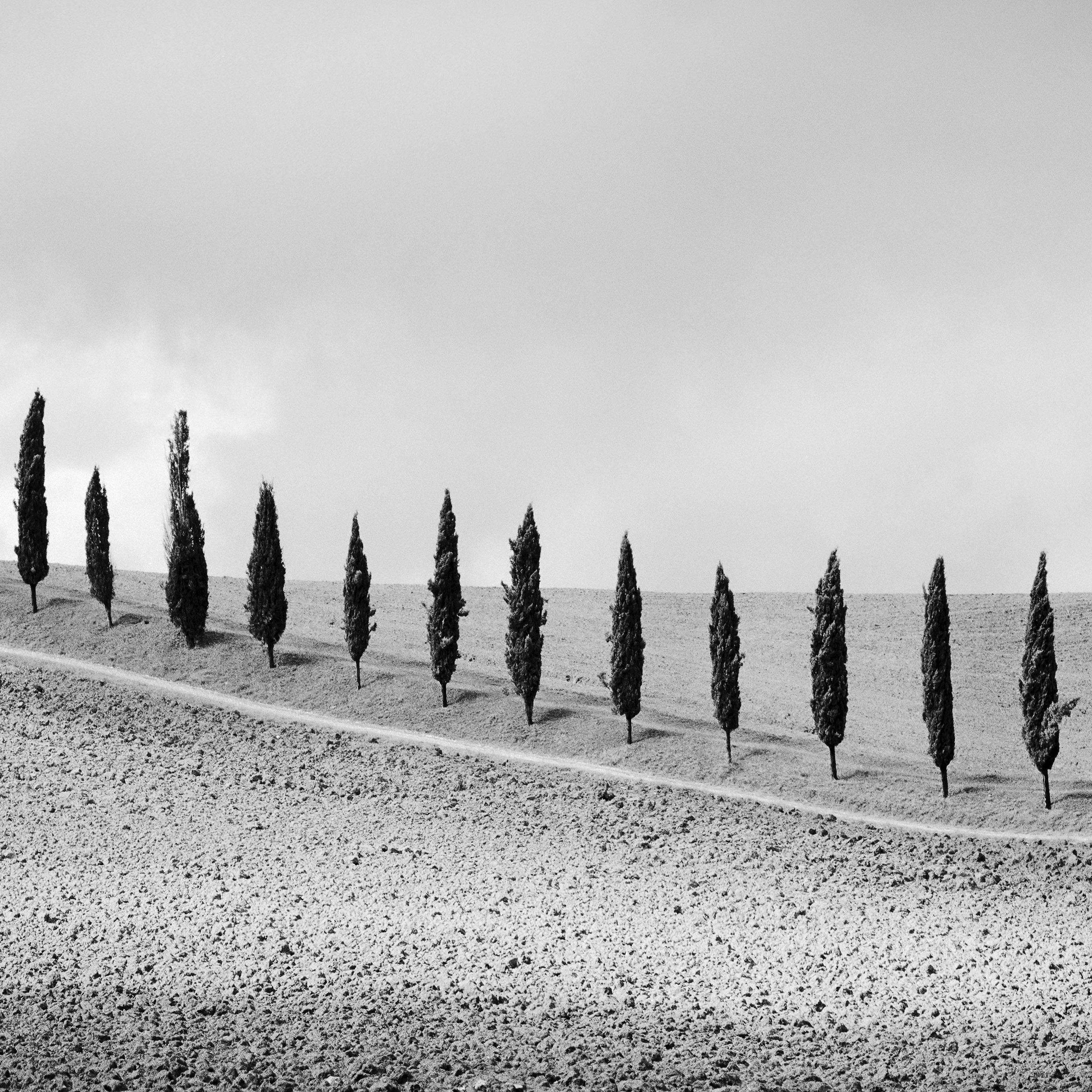 Row of Cypress Trees, Tuscany, black and white fine art photography, landscape For Sale 4