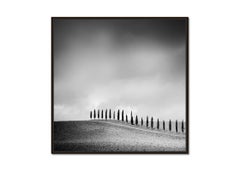 Row of Cypress Trees, Tuscany, Italy, black and white art photography, landscape