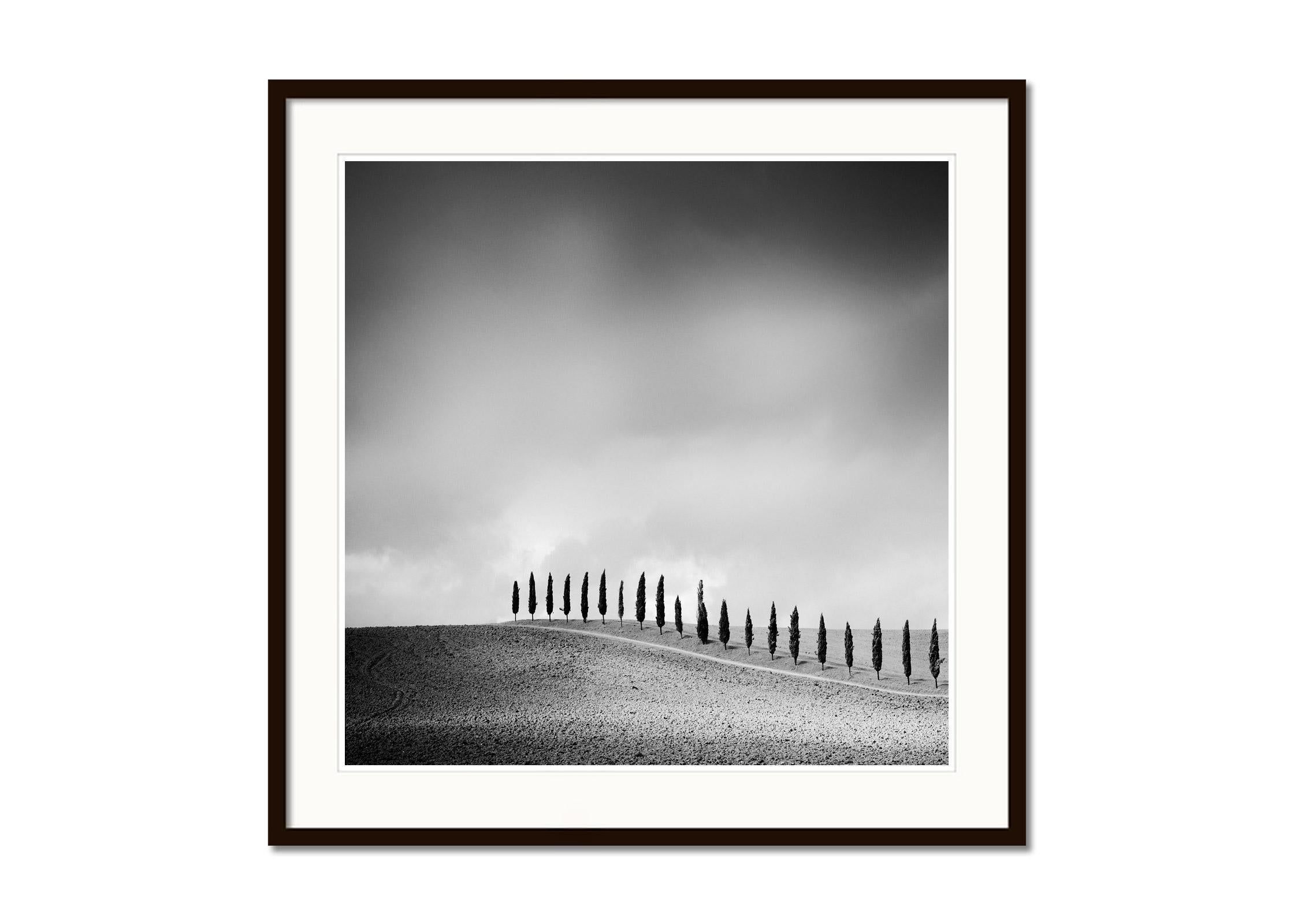 Row of Cypress Trees, Toskana, minimalistische Schwarz-Weiß-Fotografie, Landschaft (Grau), Landscape Photograph, von Gerald Berghammer