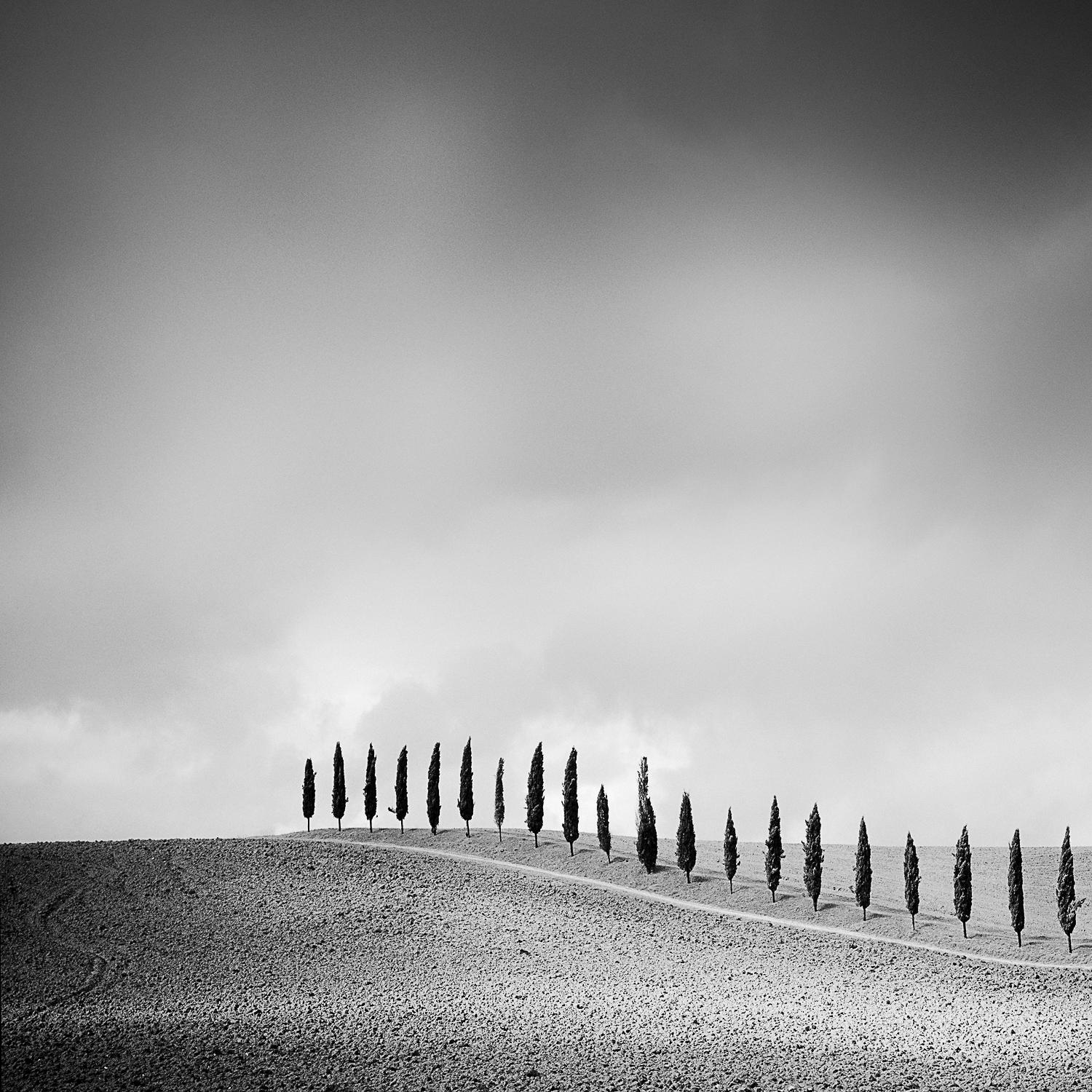  Row of Cypress Trees, Tuscany, Italy, b&w photography, fine art print, framed - Photograph by Gerald Berghammer