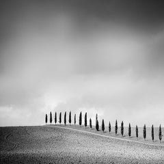 Row of Cypress Trees, Tuscany, Italy, b&w photography, fine art print, framed