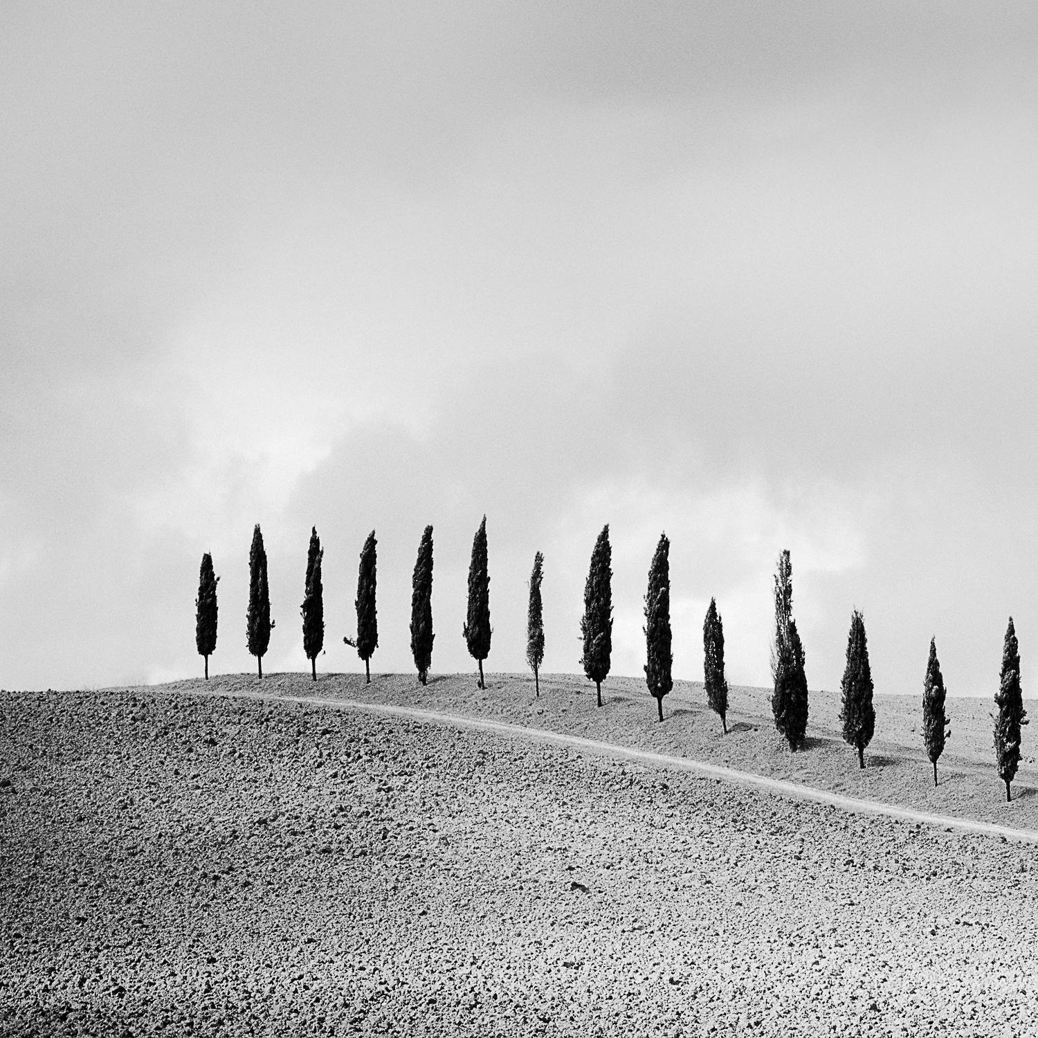  Row of Cypress Trees, Tuscany, Italy, b&w photography, fine art print, framed - Contemporary Photograph by Gerald Berghammer