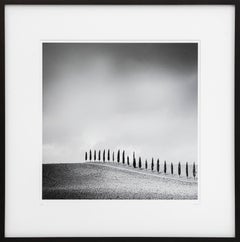  Row of Cypress Trees, Tuscany, Italy, b&w photography, fine art print, framed