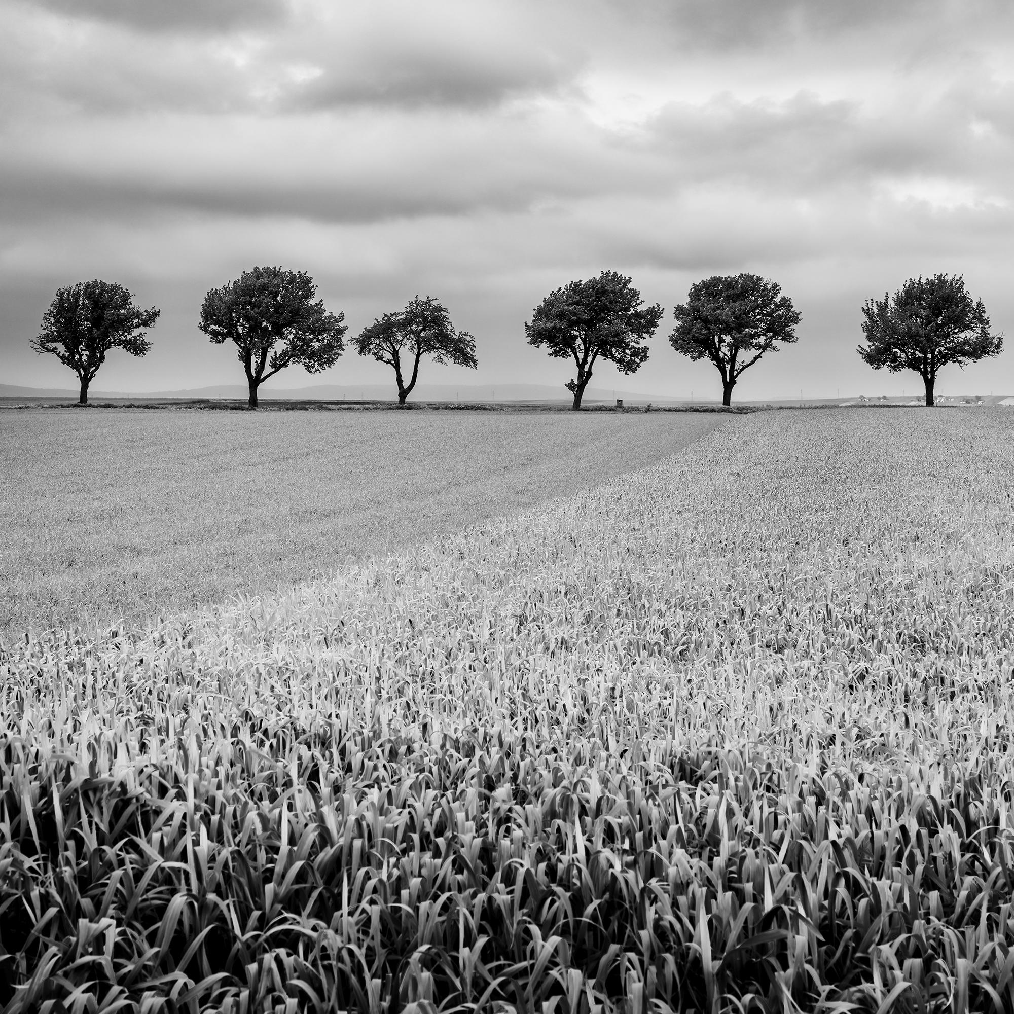Eleven Cherry Trees, stormy Clouds, black and white, landscape, art photography For Sale 3