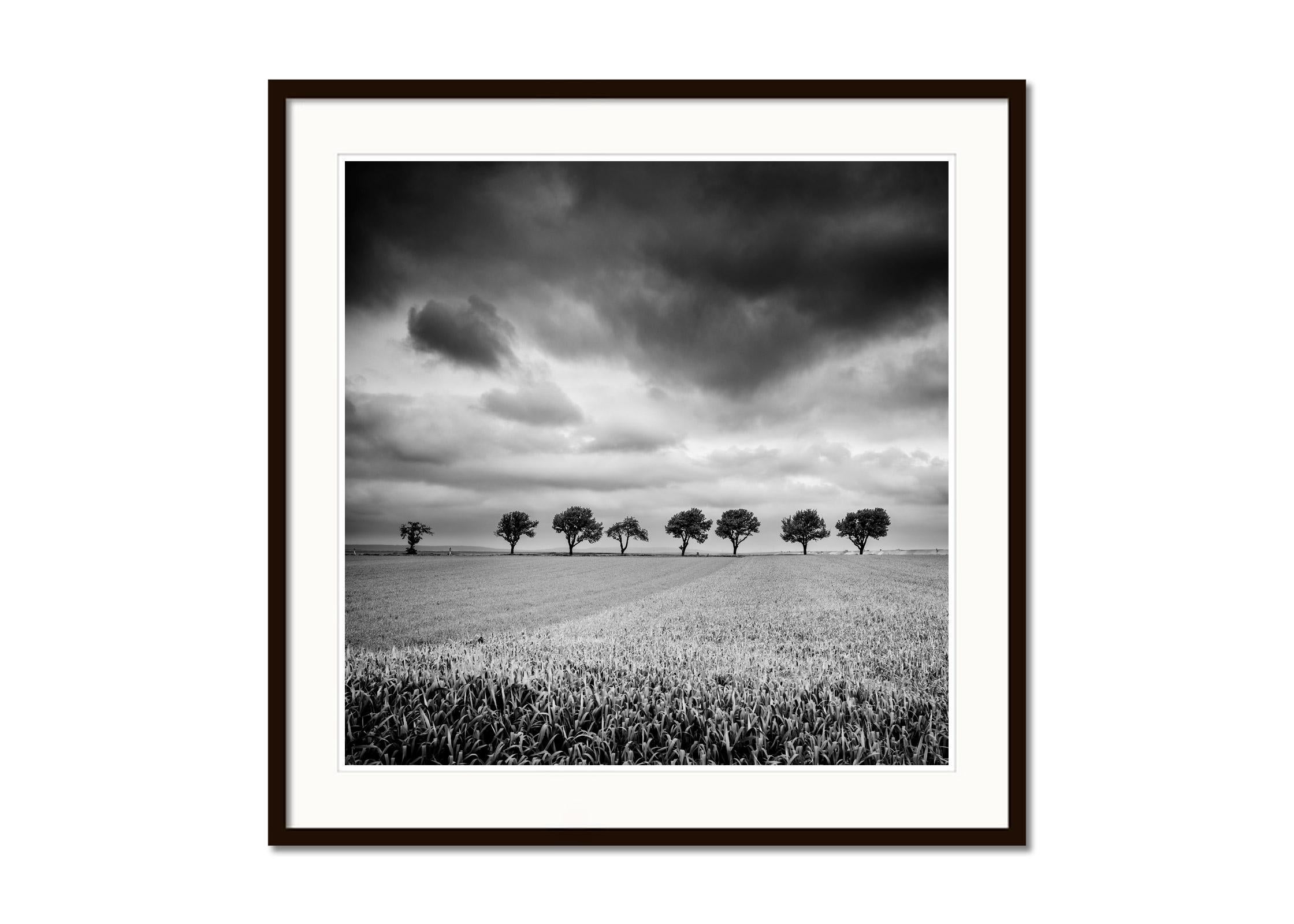 Zehn Kirschbaumbäume, stürmische Wolken, Schwarz-Weiß, Landschaft, Kunstfotografie (Grau), Landscape Print, von Gerald Berghammer