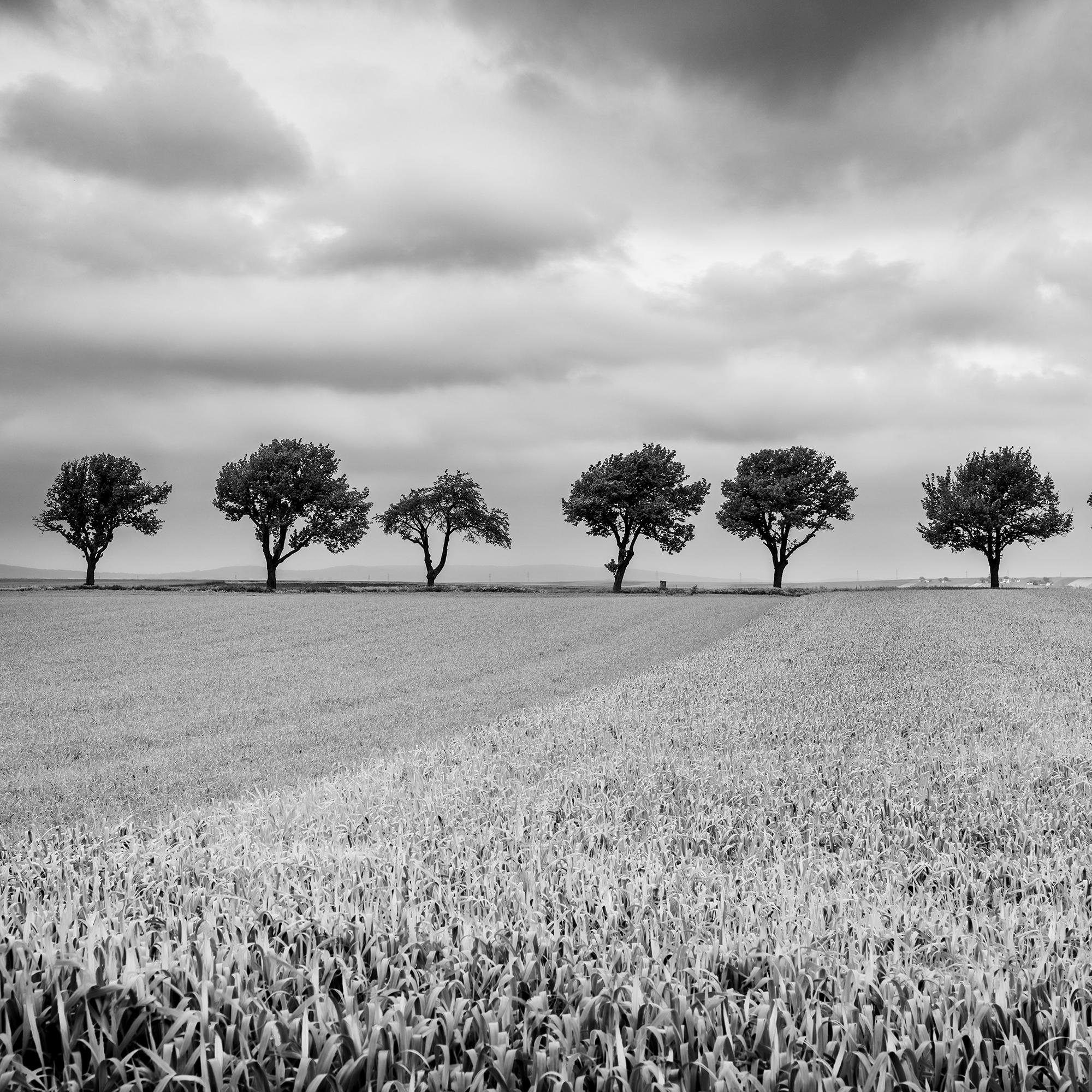 Eleven Cherry Trees, stormy Clouds, black and white, landscape, art photography For Sale 1