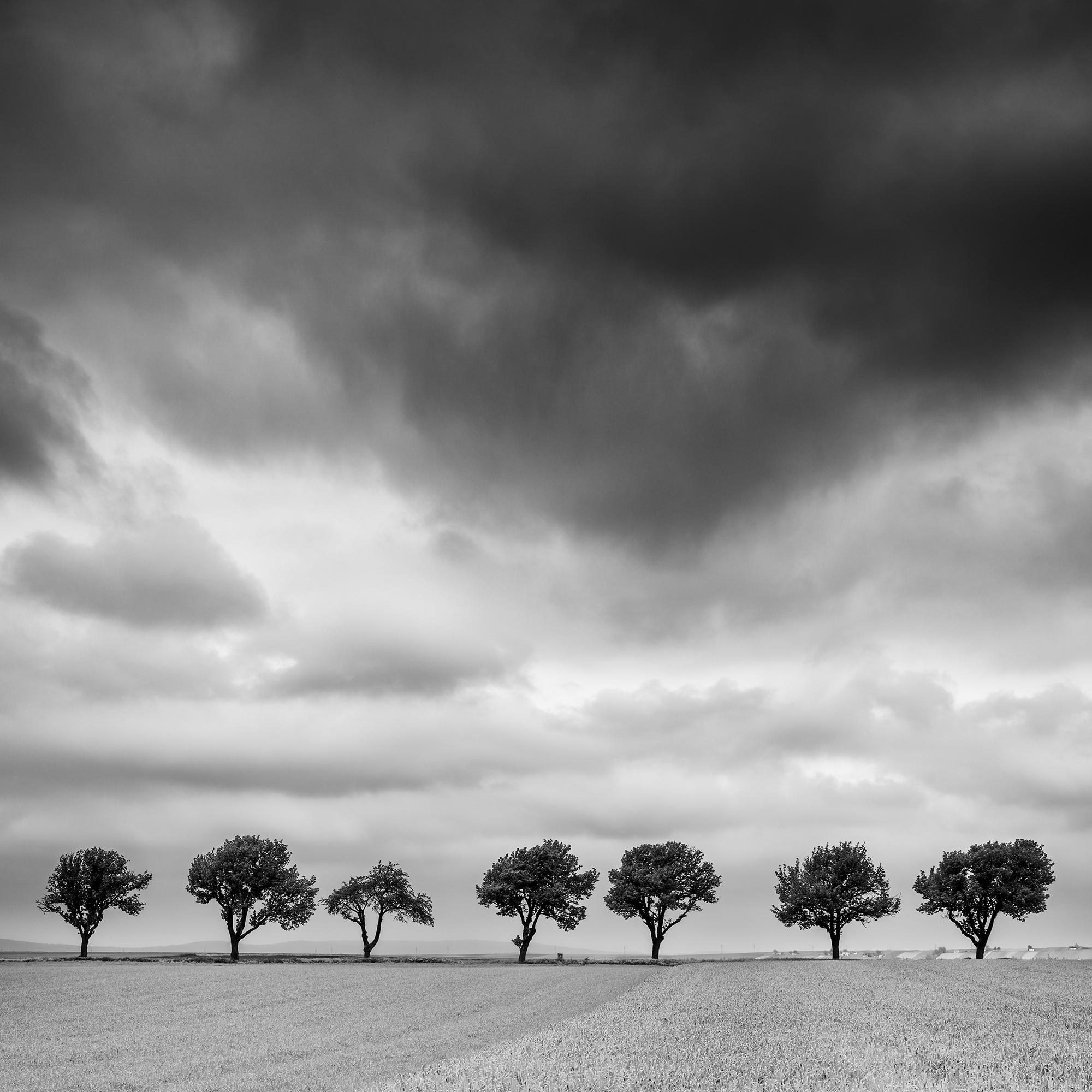 Zehn Kirschbaumbäume, stürmische Wolken, Schwarz-Weiß, Landschaft, Kunstfotografie im Angebot 4