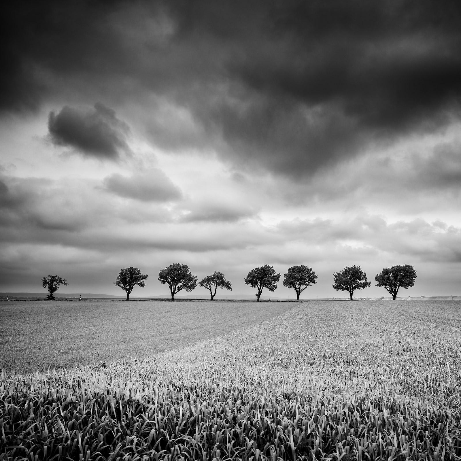 Gerald Berghammer Landscape Print – Zehn Kirschbaumbäume, stürmische Wolken, Schwarz-Weiß, Landschaft, Kunstfotografie