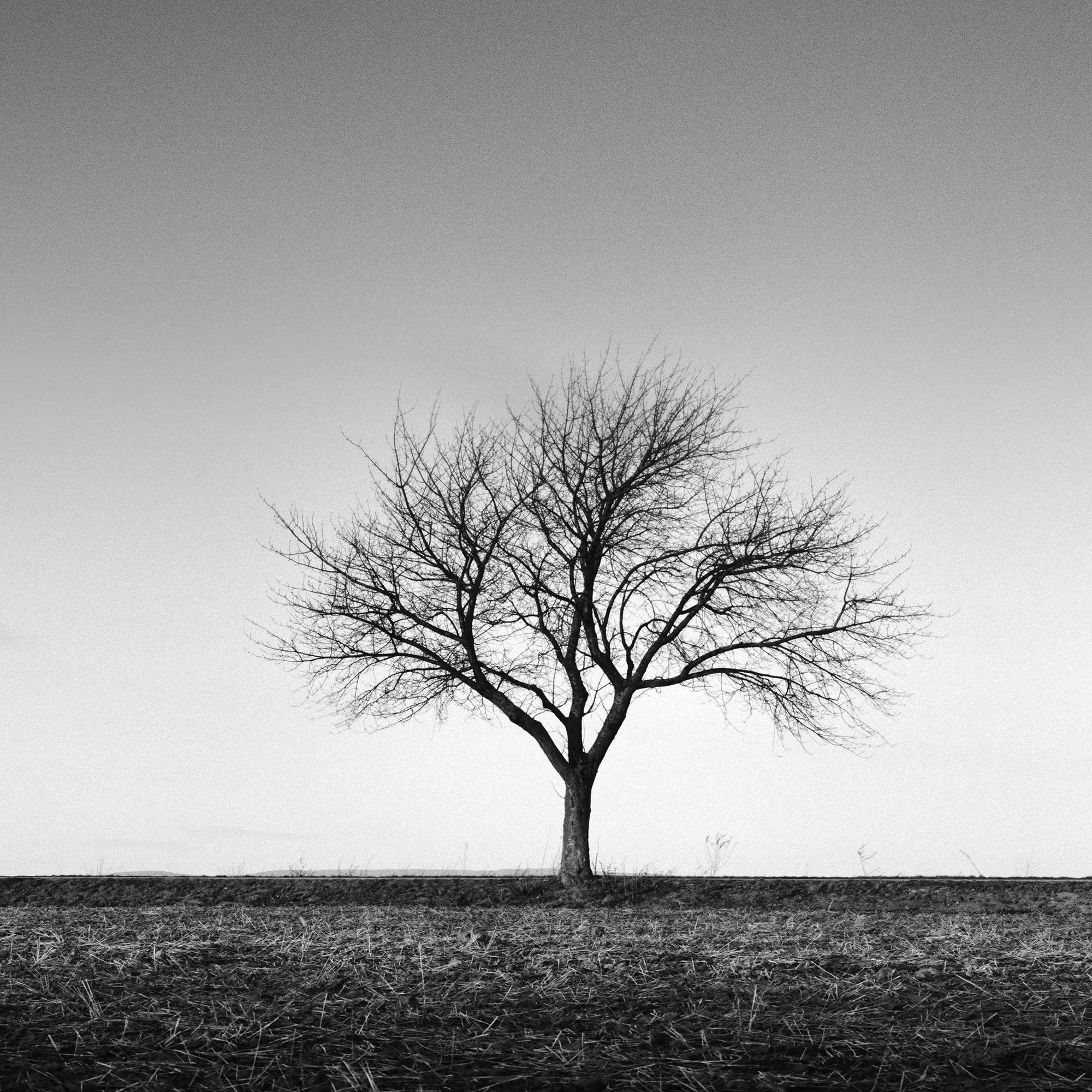 Row of five Trees Austria, panorama black and white art landscape photography For Sale 5
