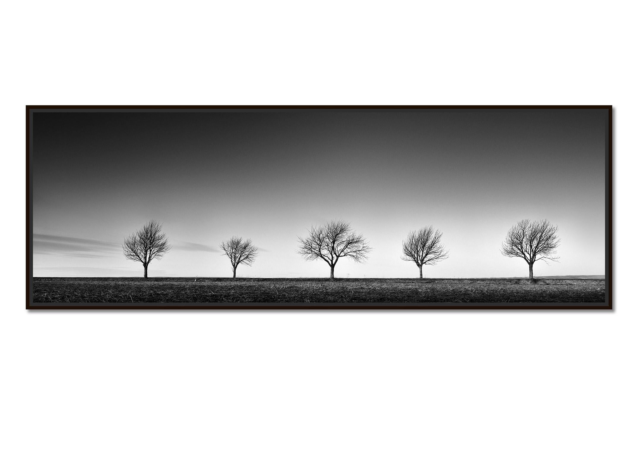 Row of five Trees Austria, panorama black and white art landscape photography - Photograph by Gerald Berghammer