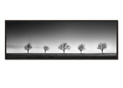 The Row of five Trees Austria, panorama, bianco e nero, paesaggio, fotografia
