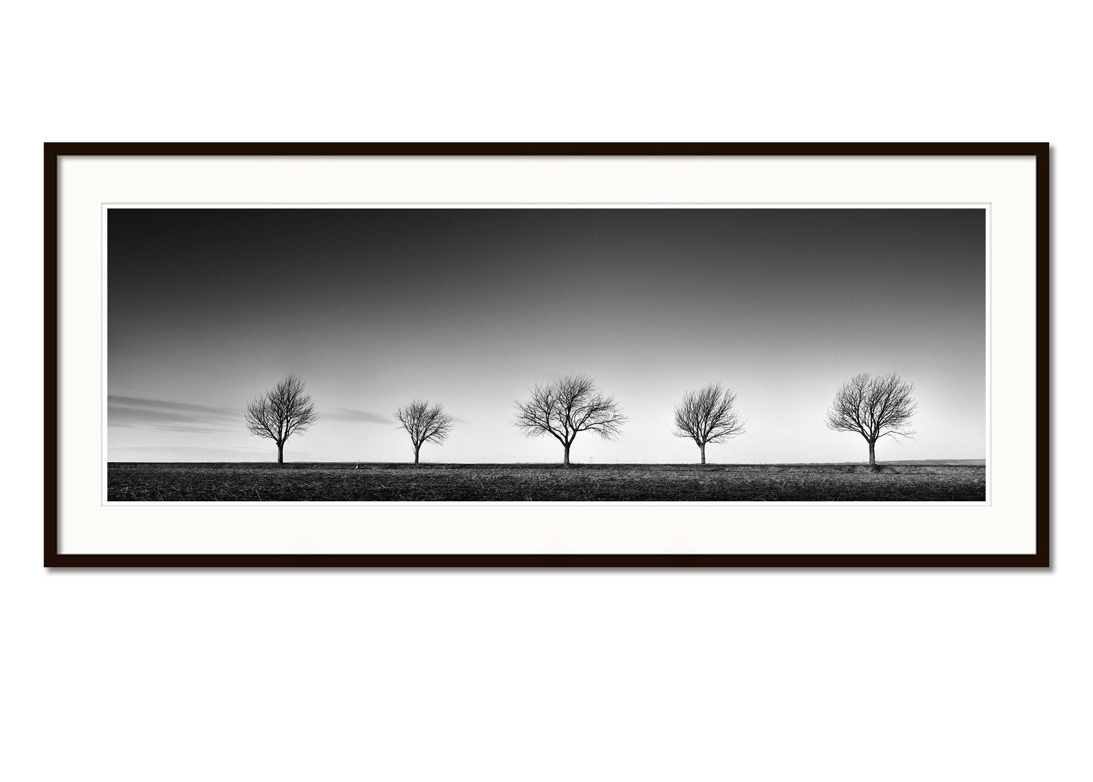 Row of five Trees Austria, panorama black and white art landscape photography - Gray Black and White Photograph by Gerald Berghammer