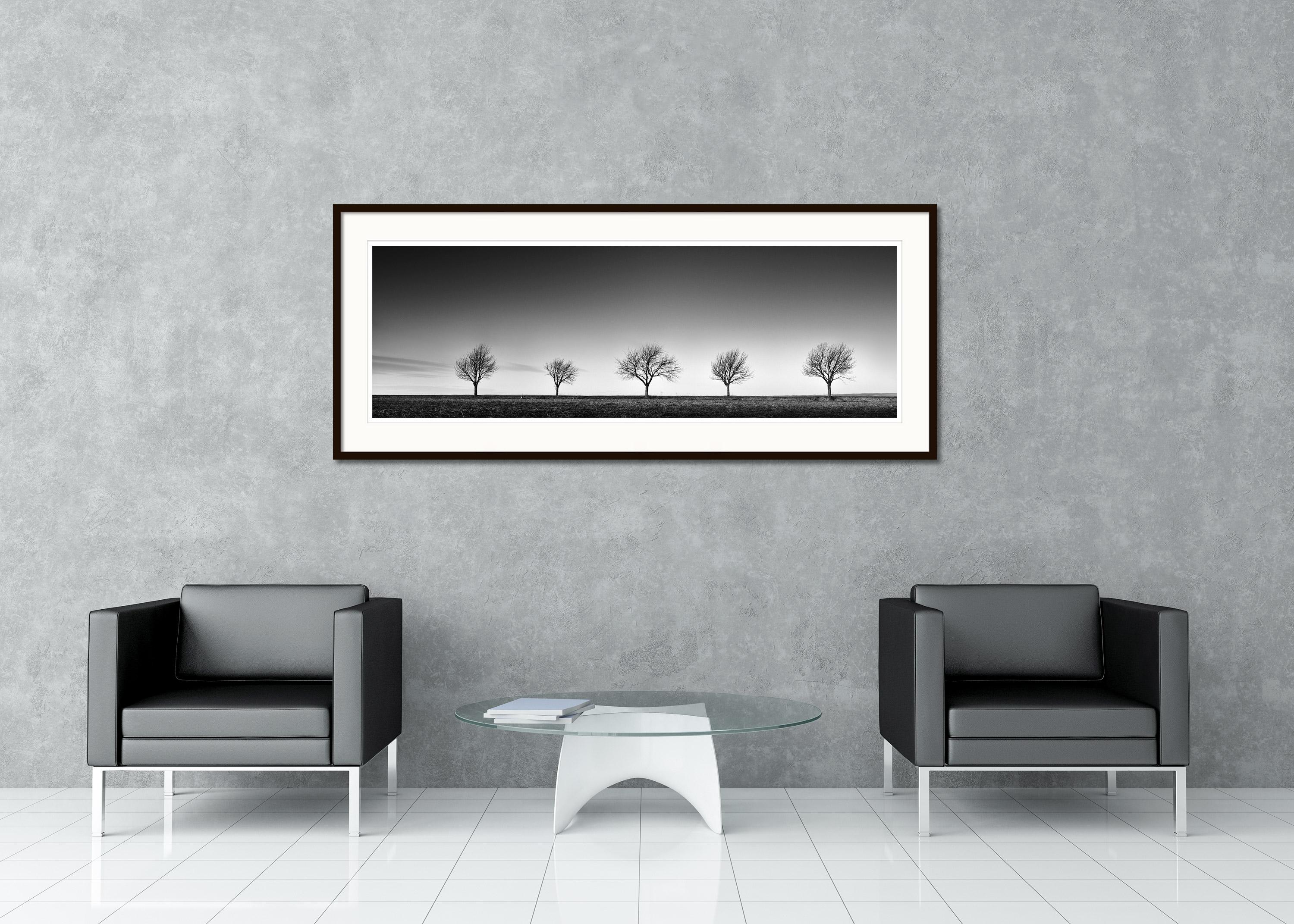 Black and white fine art panorama landscape photography. Archival pigment ink print, limited edition of 7. Cherry trees in a row at the edge of the field at sunset, Austria. All Gerald Berghammer prints are made to order in limited editions on