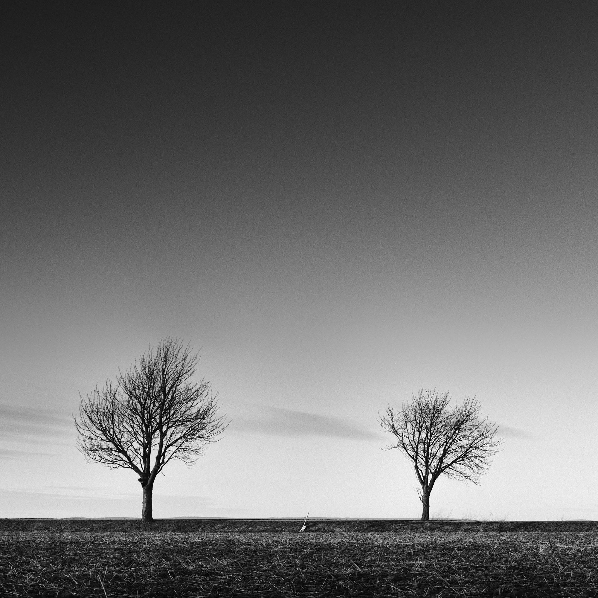 Row of five Trees Austria, panorama black and white art landscape photography For Sale 3