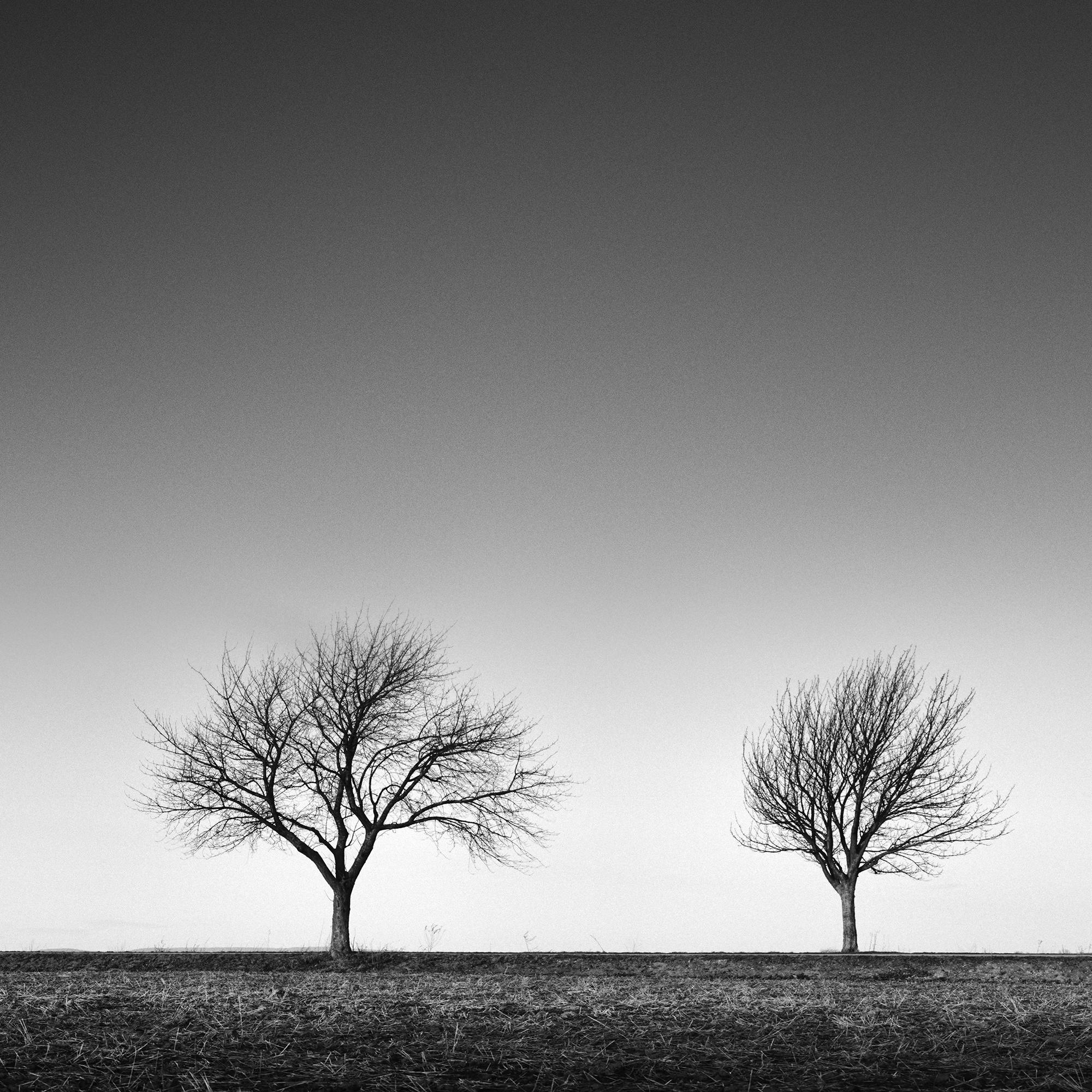 Row of five Trees Austria, panorama black and white art landscape photography For Sale 4