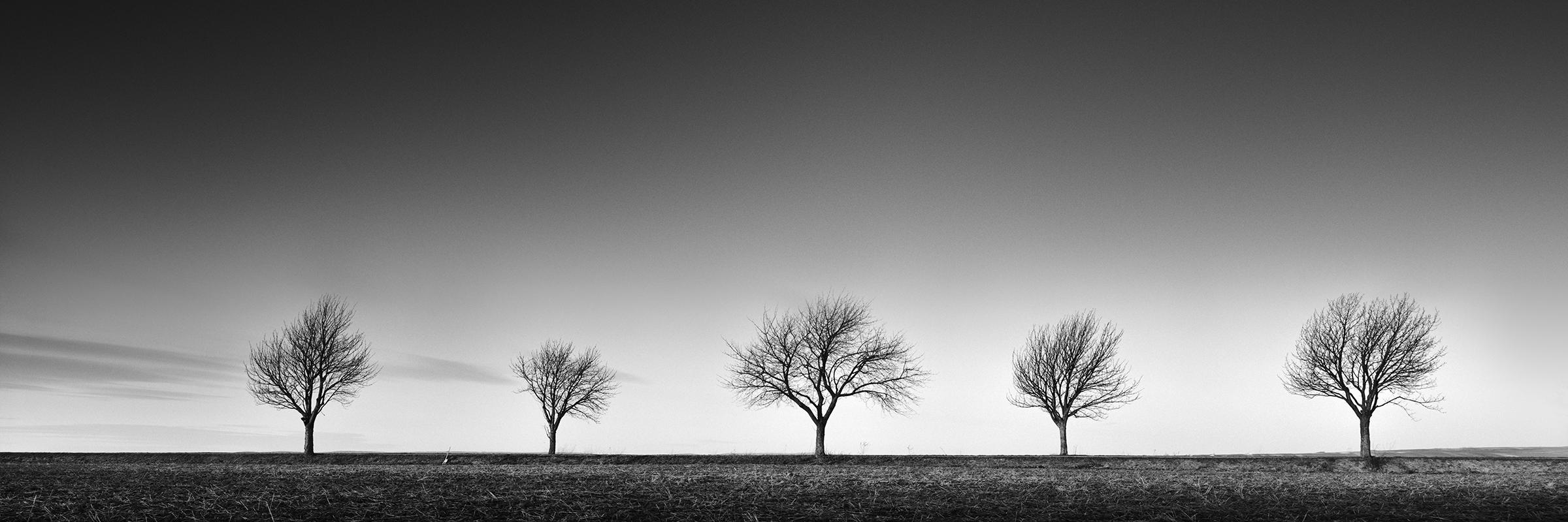 Gerald Berghammer Black and White Photograph - Row of five Trees Austria, panorama black and white art landscape photography
