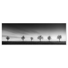 Row of six Cherry Trees, black and white panorama photograph, landscape, limited