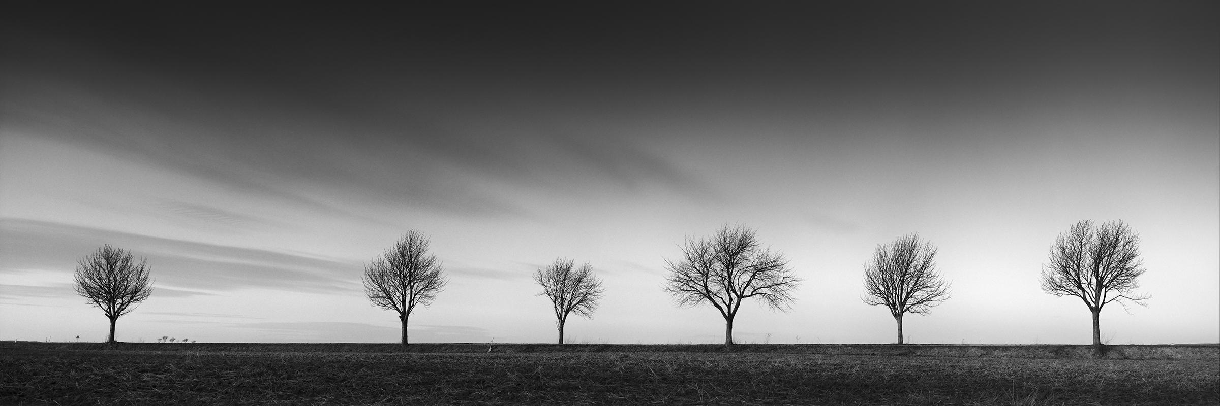 The Row of six Cherry Trees, photographie panoramique en noir et blanc, paysage, limité