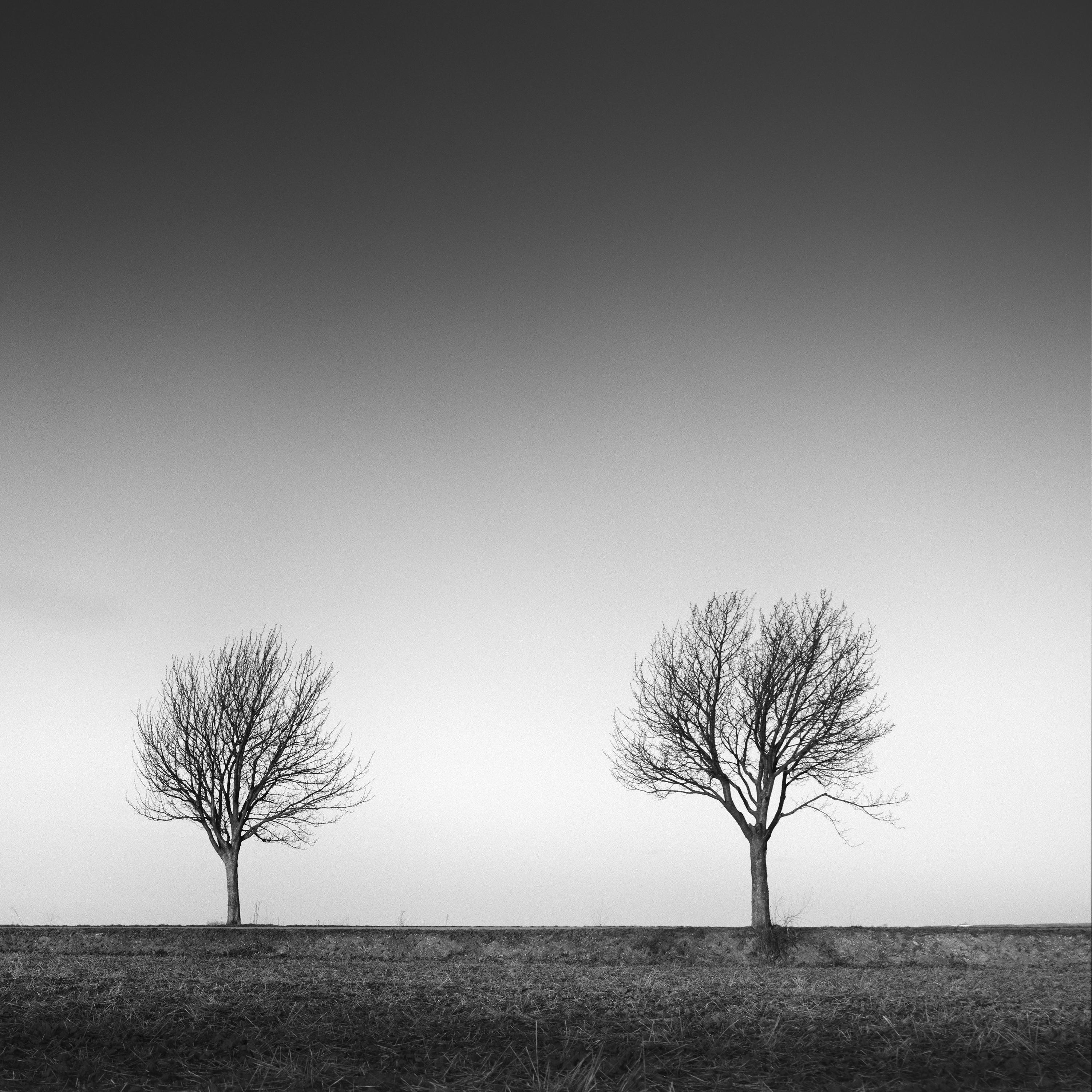 Row of six Cherry Trees, sunset, black and white panorama photography, landscape For Sale 5