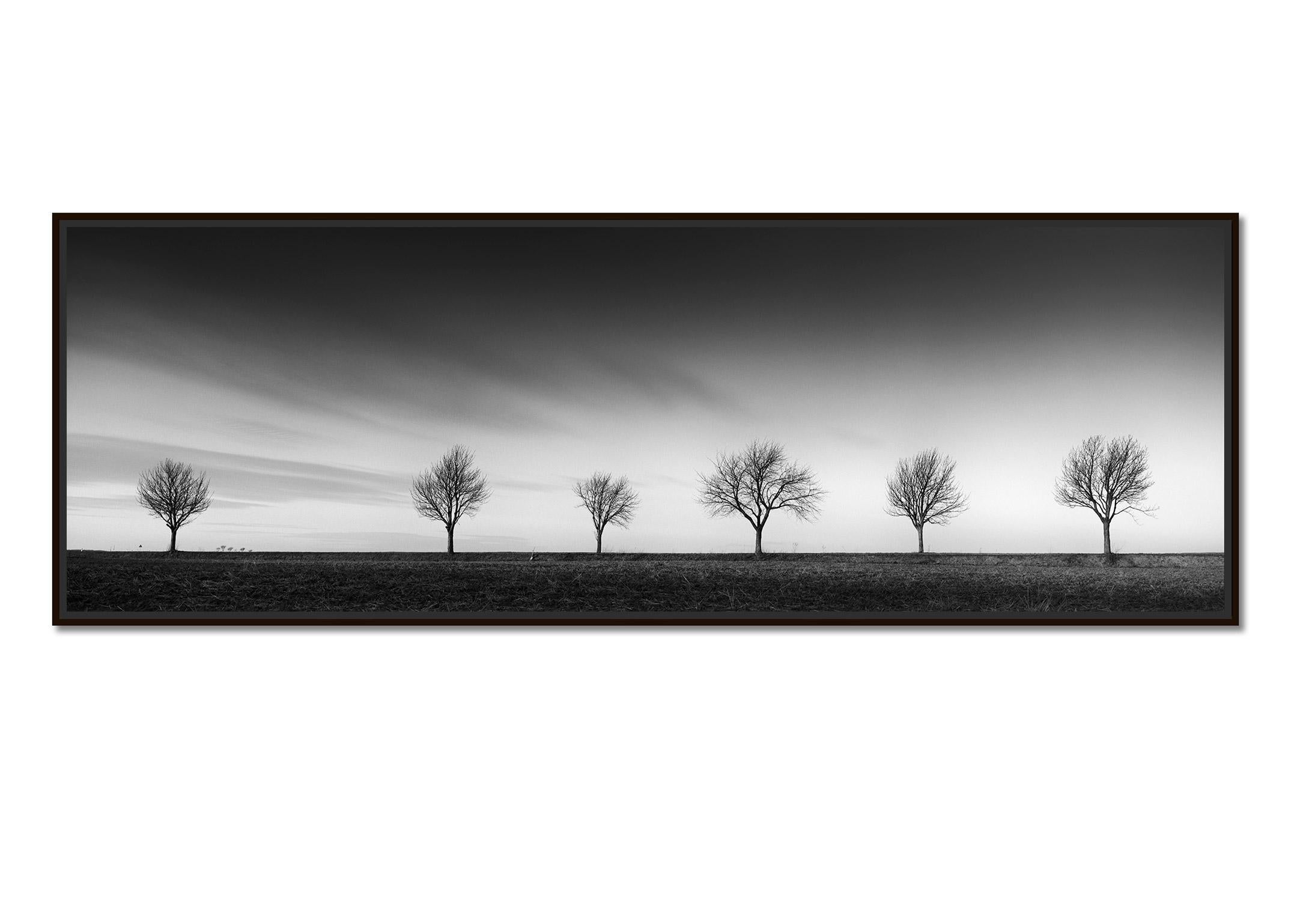 Row of six Cherry Trees, sunset, black and white panorama photography, landscape - Photograph by Gerald Berghammer