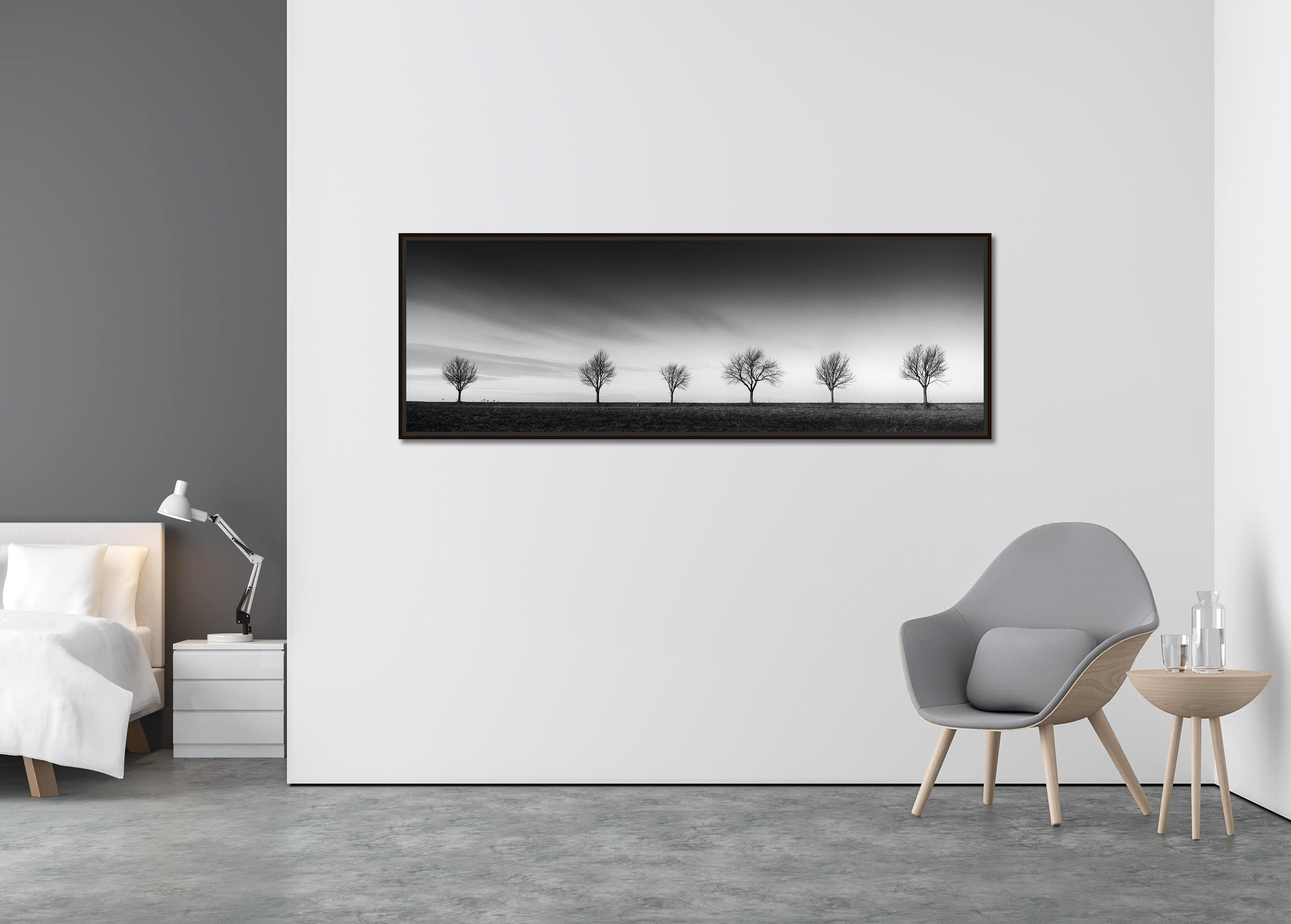 Row of Six Cherry Trees, Sonnenuntergang, Schwarz-Weiß- Panoramenfotografie, Landschaft (Zeitgenössisch), Photograph, von Gerald Berghammer
