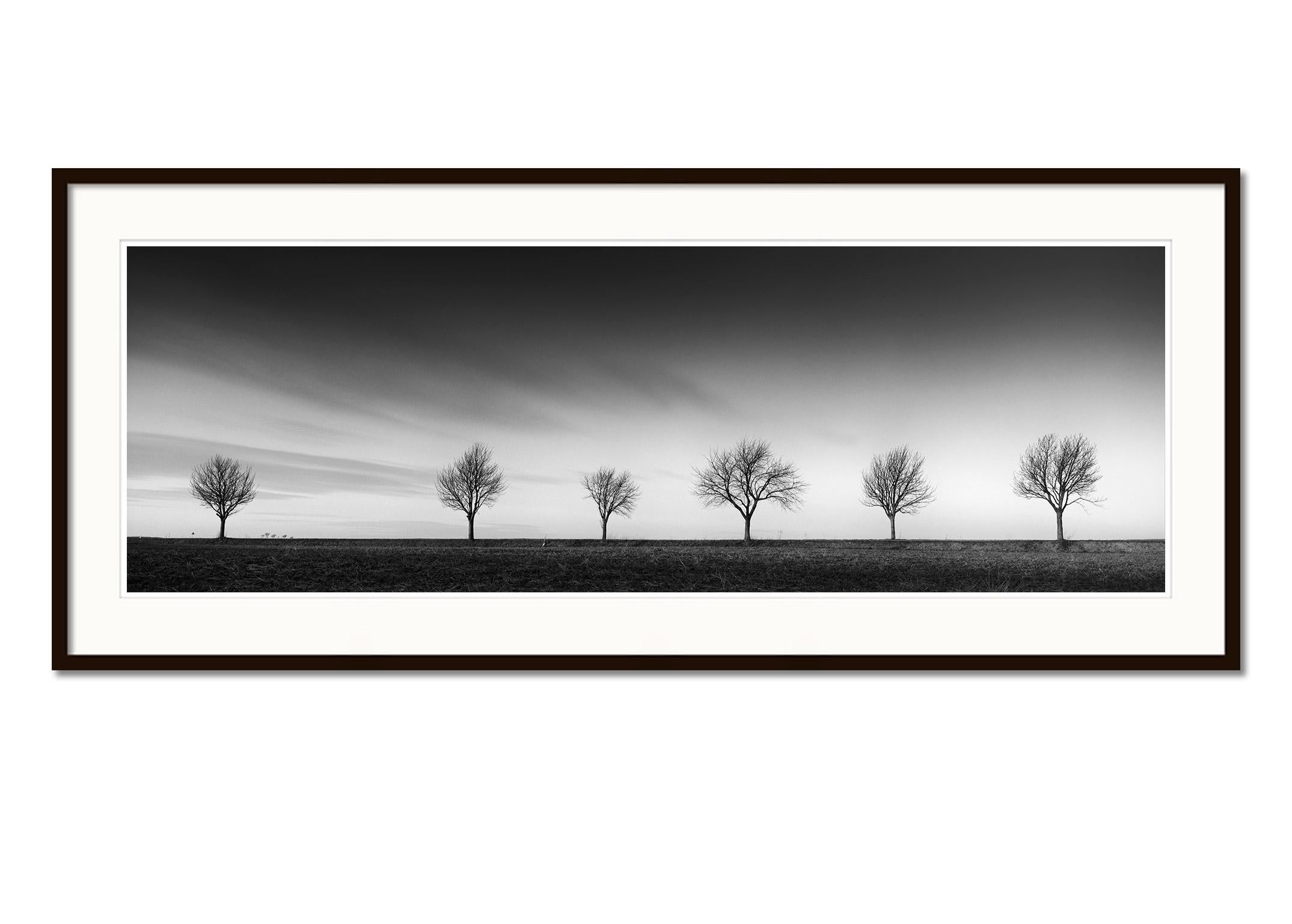 Row of six Cherry Trees, sunset, black and white panorama photography, landscape - Black Black and White Photograph by Gerald Berghammer