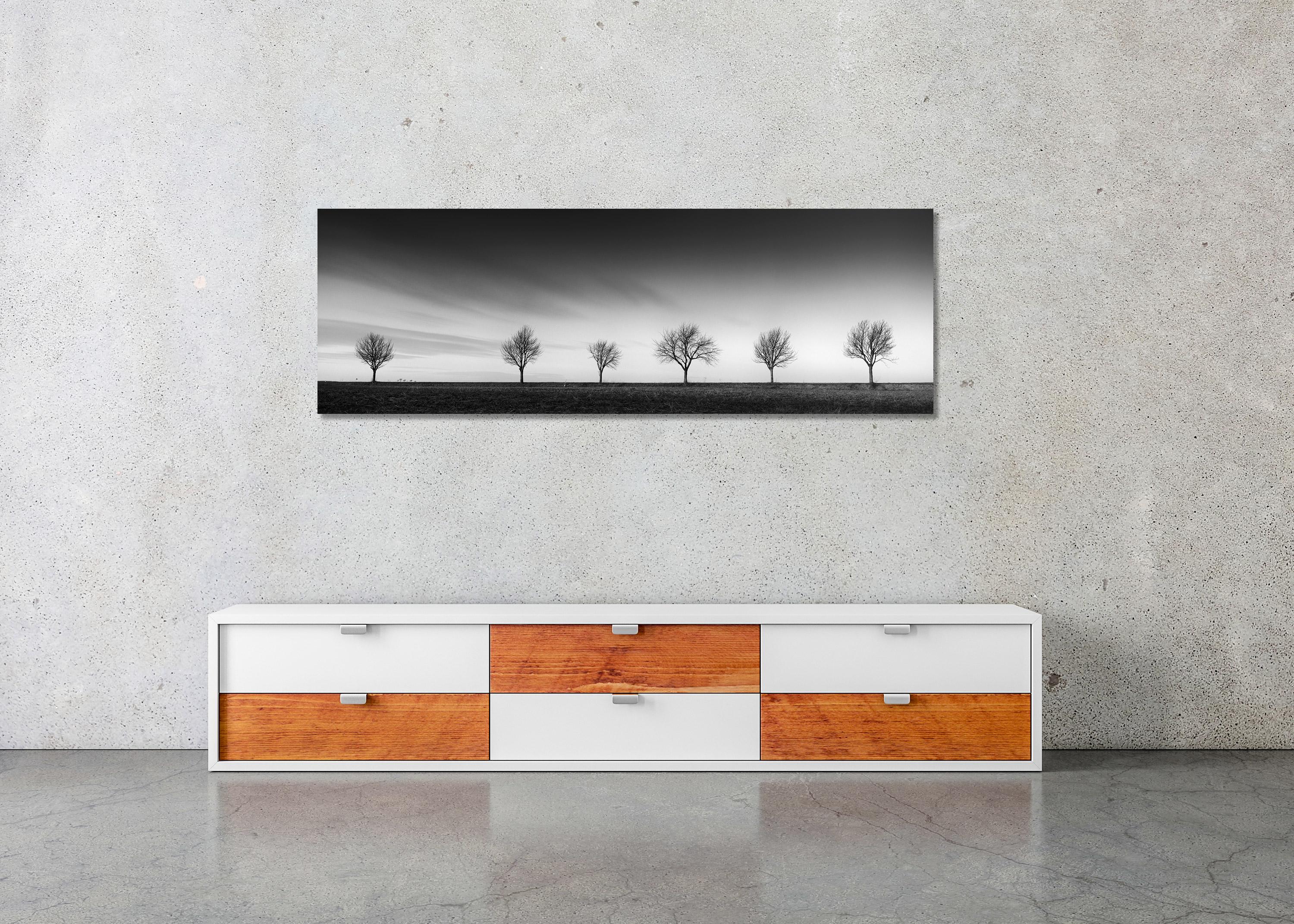 Row of six Cherry Trees, sunset, black and white panorama photography, landscape For Sale 2