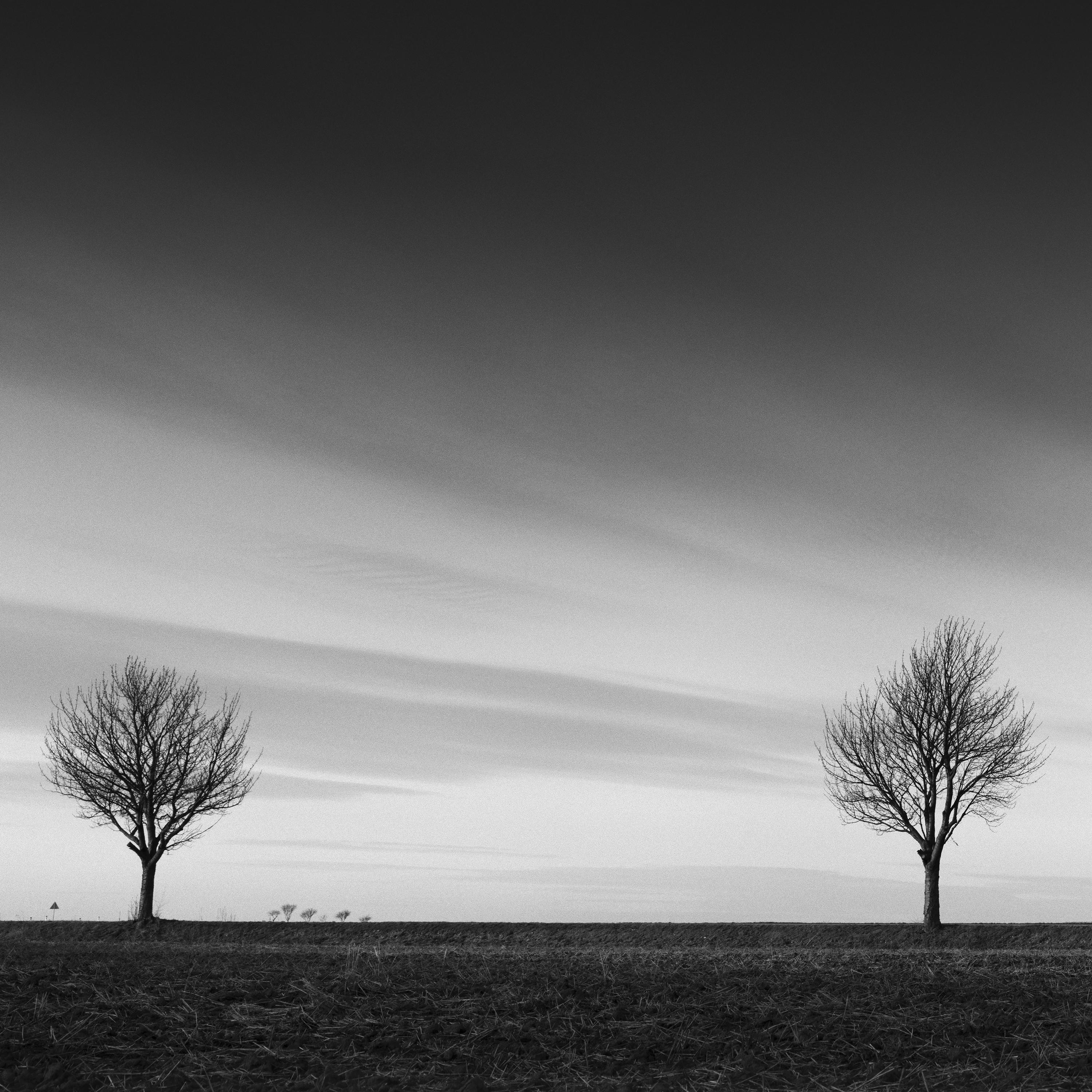 Row of Six Cherry Trees, Sonnenuntergang, Schwarz-Weiß- Panoramenfotografie, Landschaft im Angebot 4