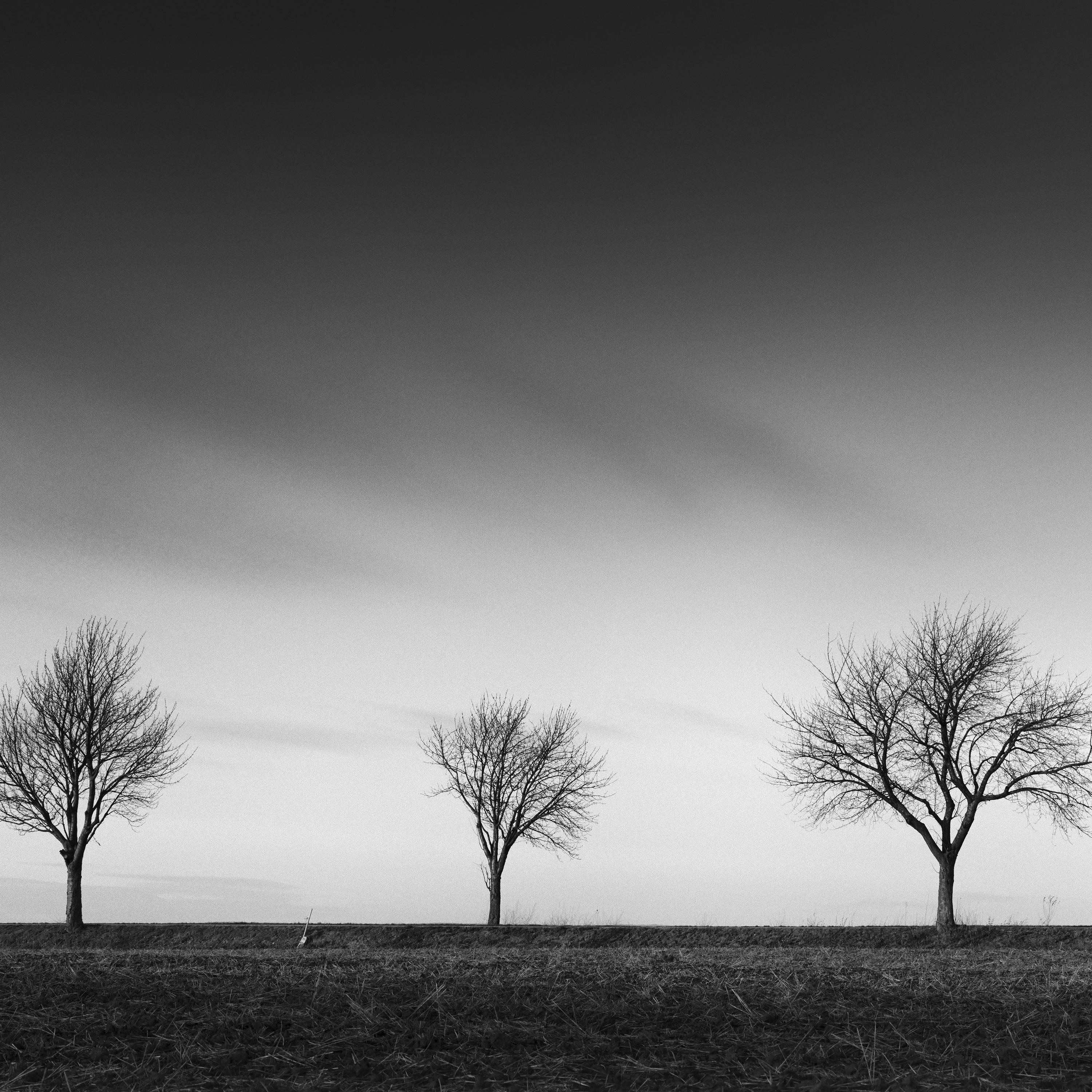 Row of six Cherry Trees, sunset, black and white panorama photography, landscape For Sale 4