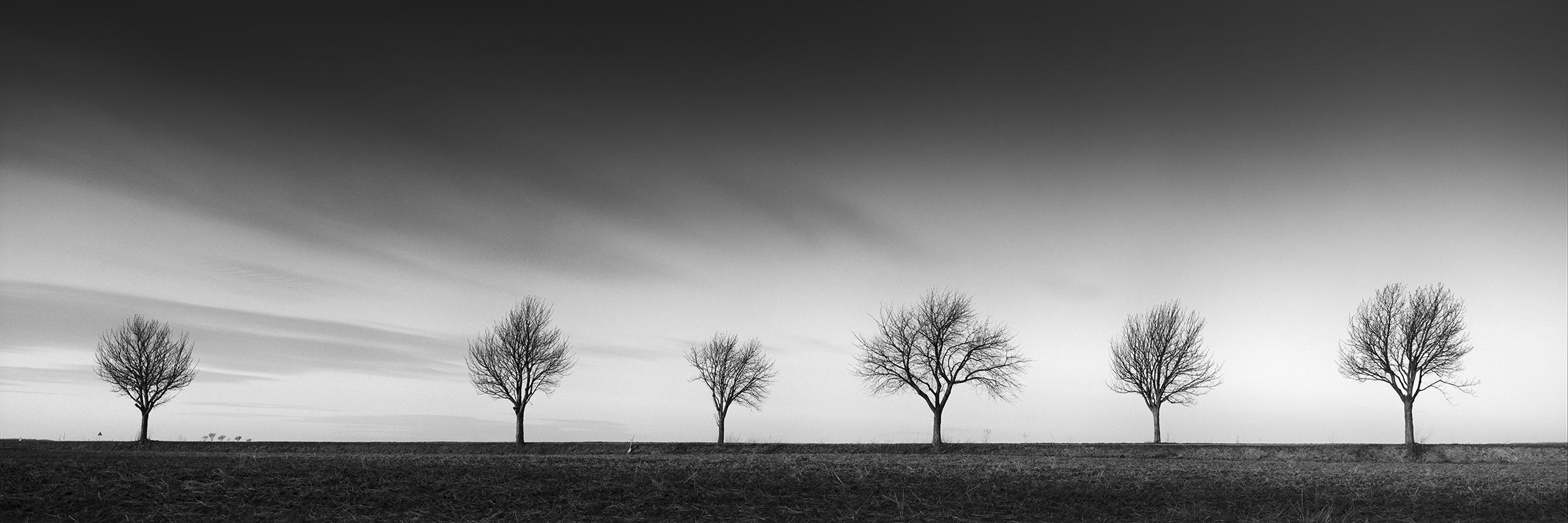 Gerald Berghammer Black and White Photograph – Row of Six Cherry Trees, Sonnenuntergang, Schwarz-Weiß- Panoramenfotografie, Landschaft