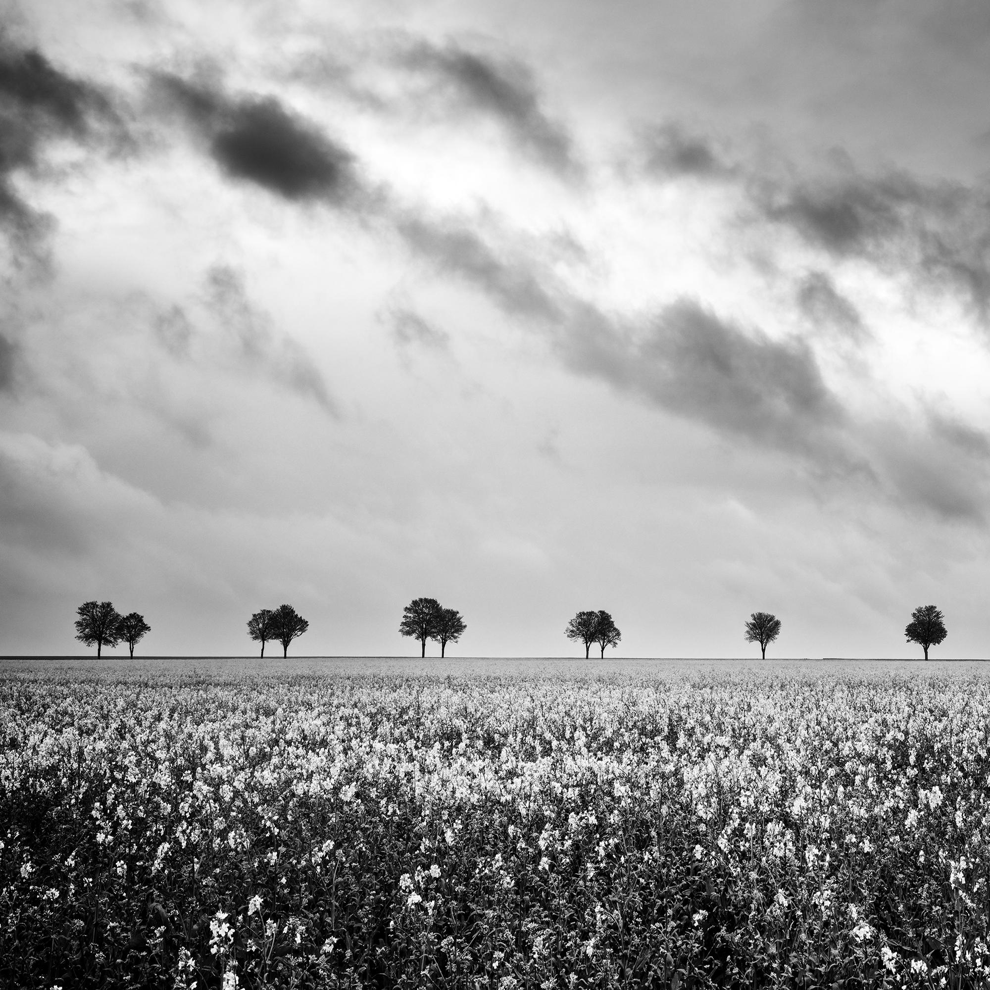 Fila de árboles en un campo de colza, fotografía en blanco y negro, edición limitada en venta 5