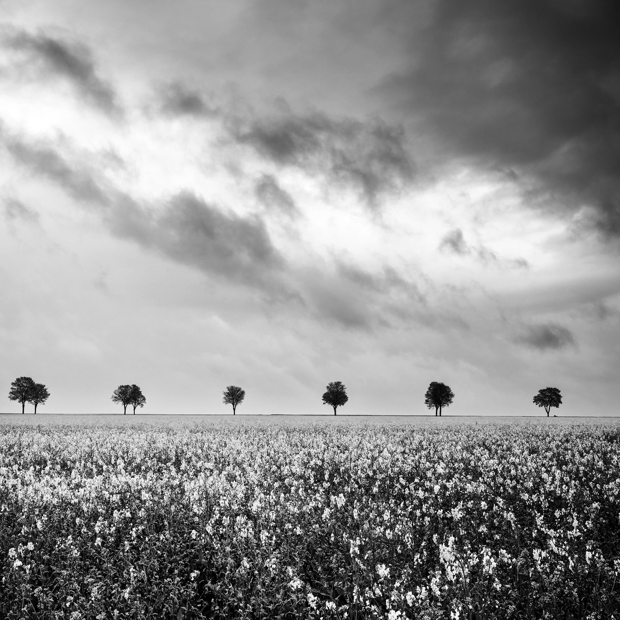 Fila de árboles en un campo de colza, fotografía en blanco y negro, edición limitada en venta 6