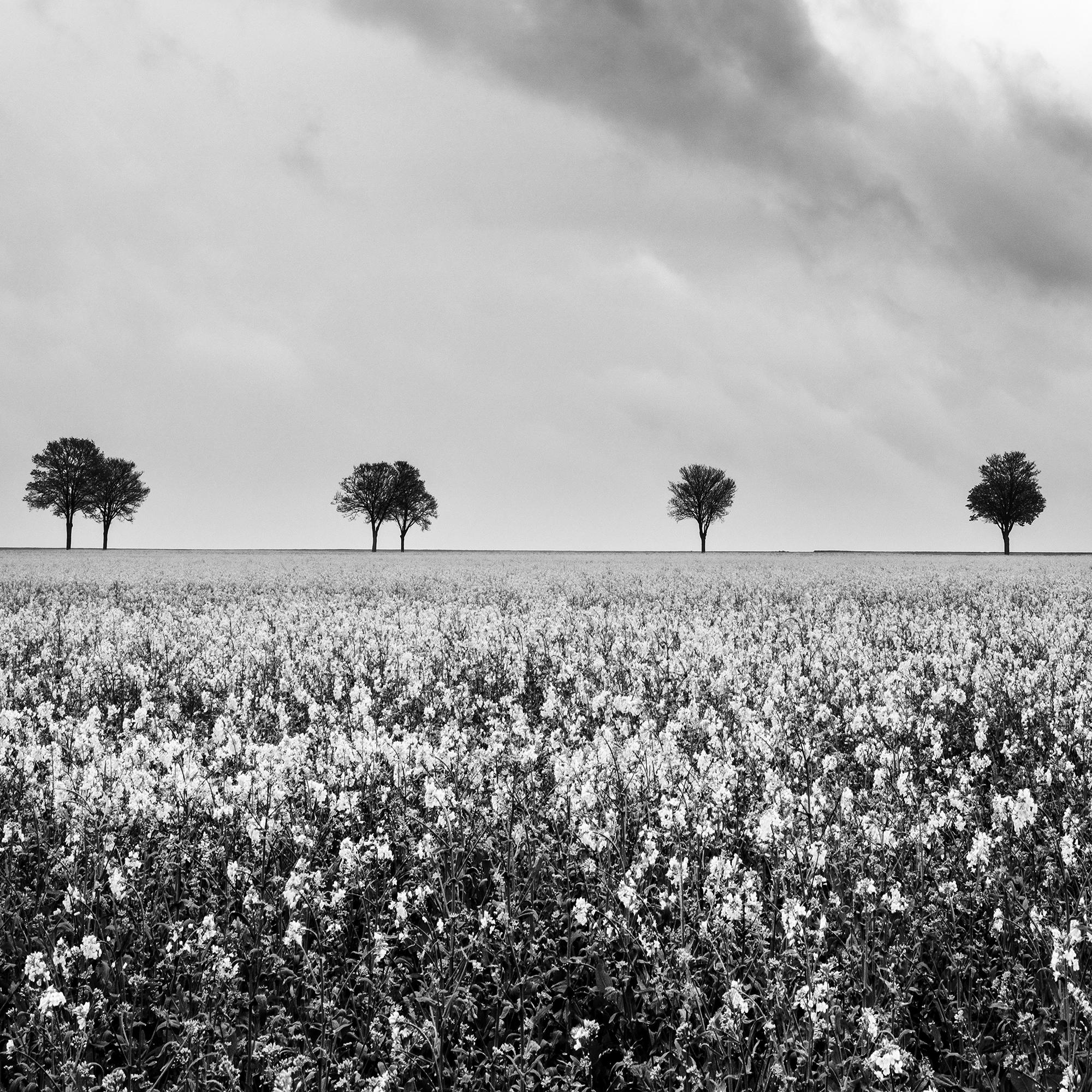 Fila de árboles en un campo de colza, fotografía en blanco y negro, edición limitada en venta 7