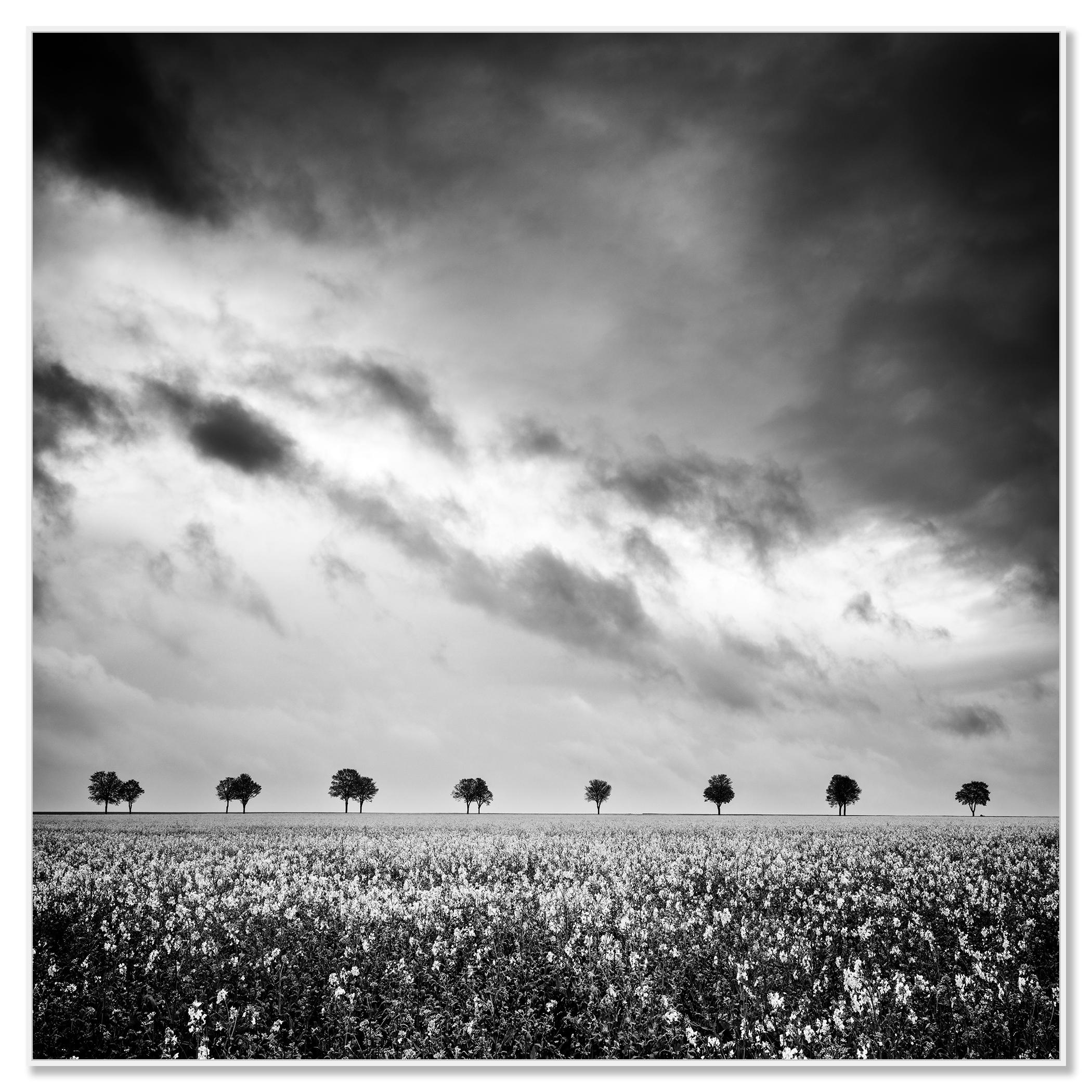 Fila de árboles en un campo de colza, fotografía en blanco y negro, edición limitada - Photograph de Gerald Berghammer