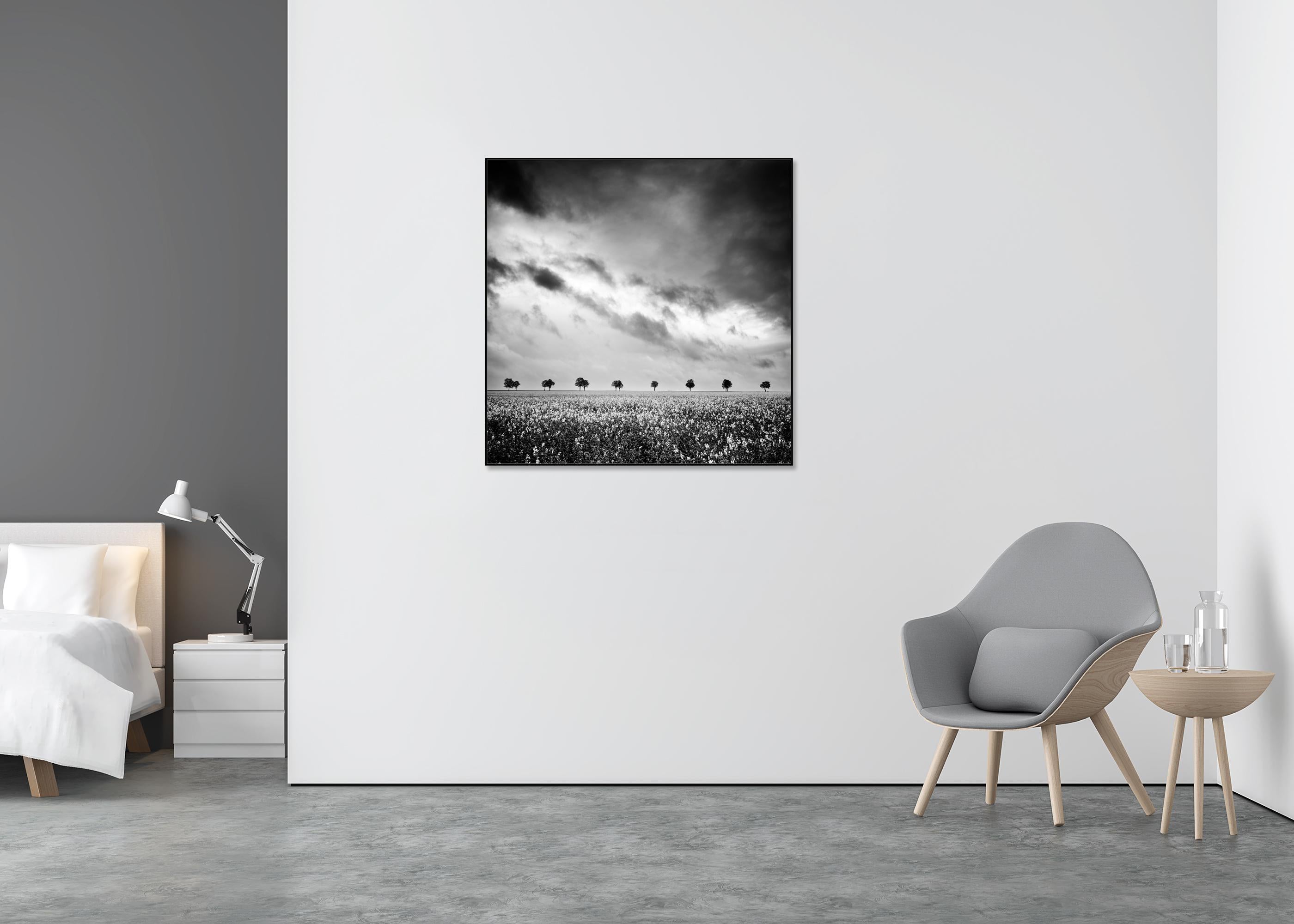 Fila de árboles en un campo de colza, fotografía en blanco y negro, edición limitada - Black and White Photograph Gris de Gerald Berghammer