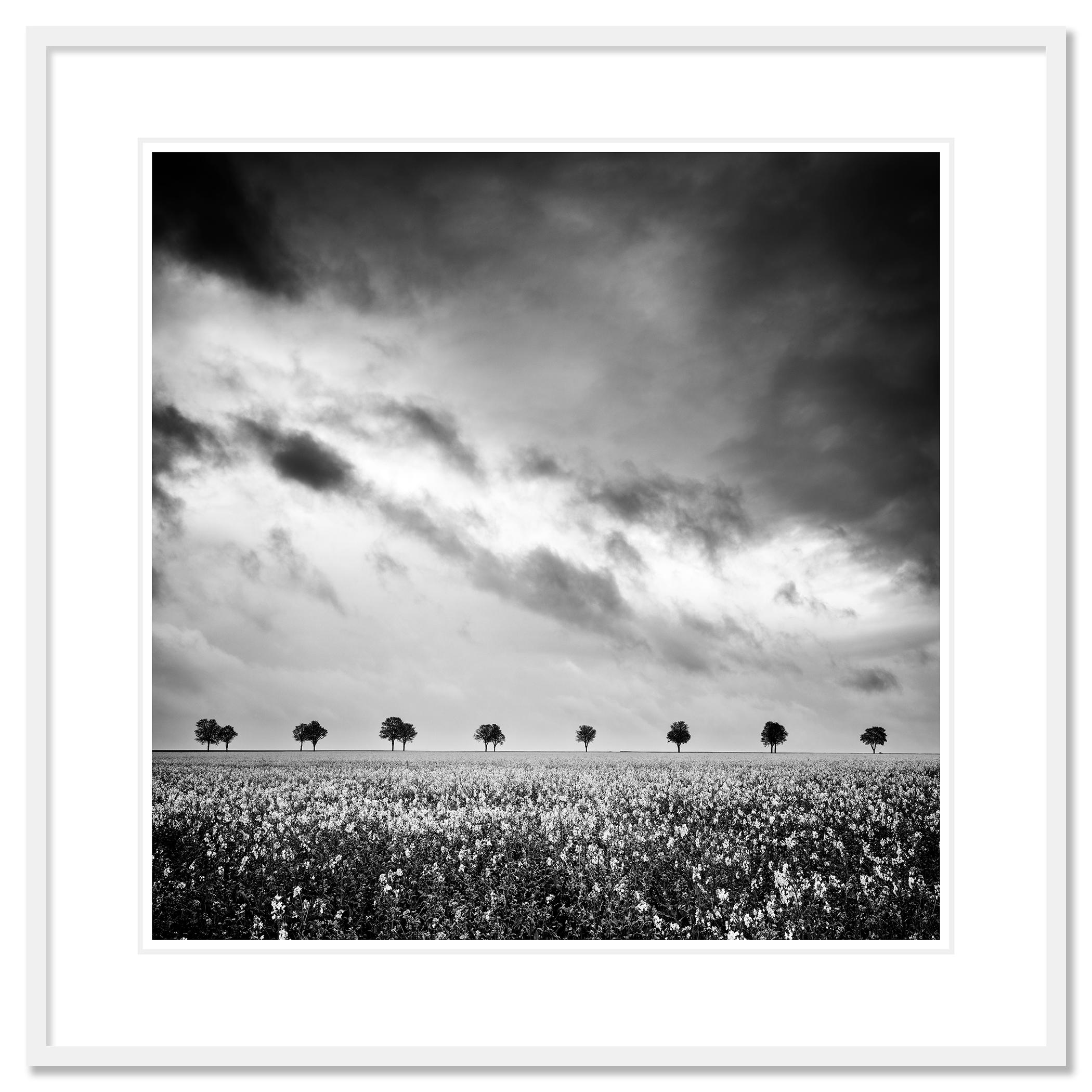Fotografía artística de paisajes en blanco y negro. Fila de árboles en el campo de colza con gran nubosidad, Francia. Impresión en tinta de pigmento de archivo, edición de 7. Firmada, titulada, fechada y numerada por el artista. Certificado de