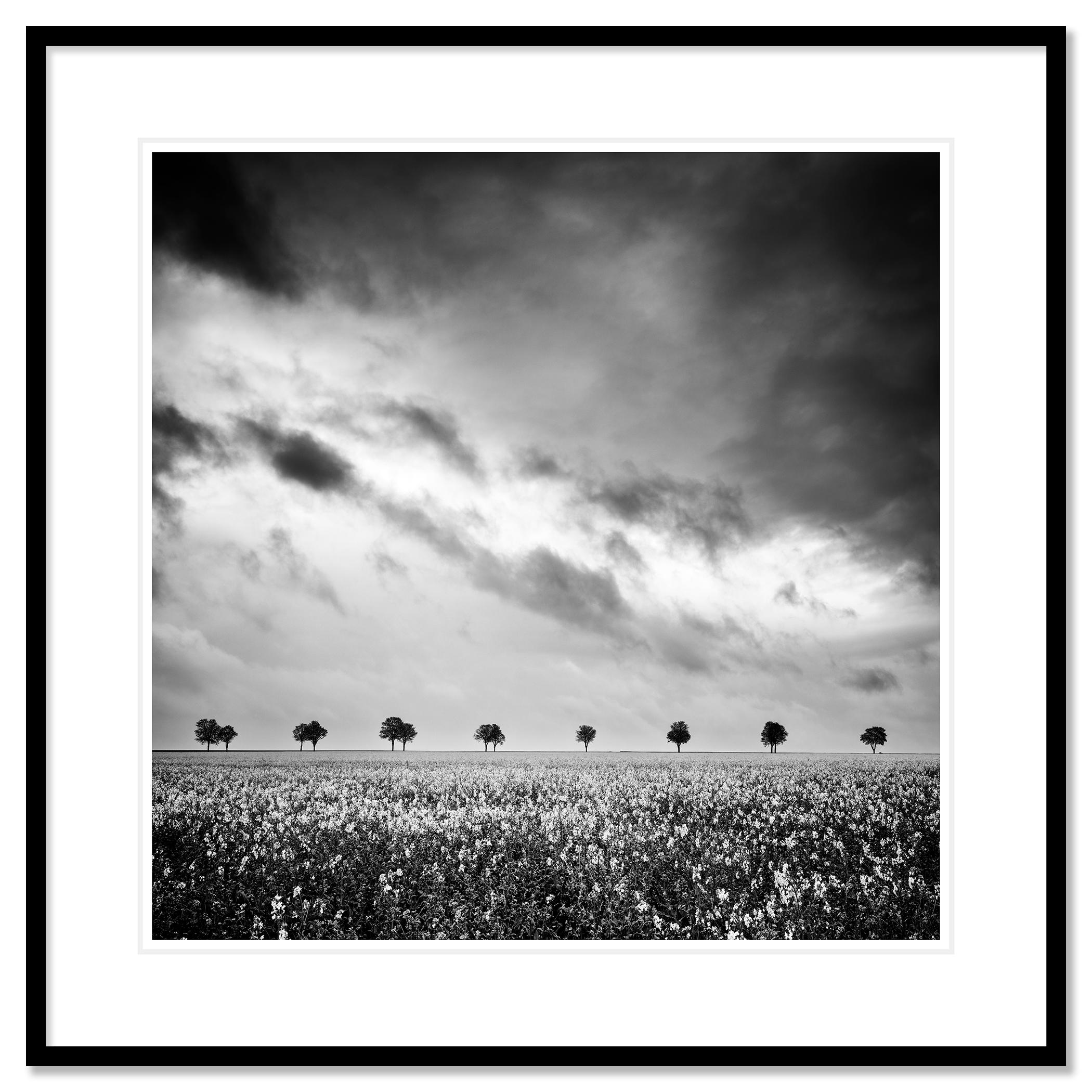 Fila de árboles en un campo de colza, fotografía en blanco y negro, edición limitada en venta 1