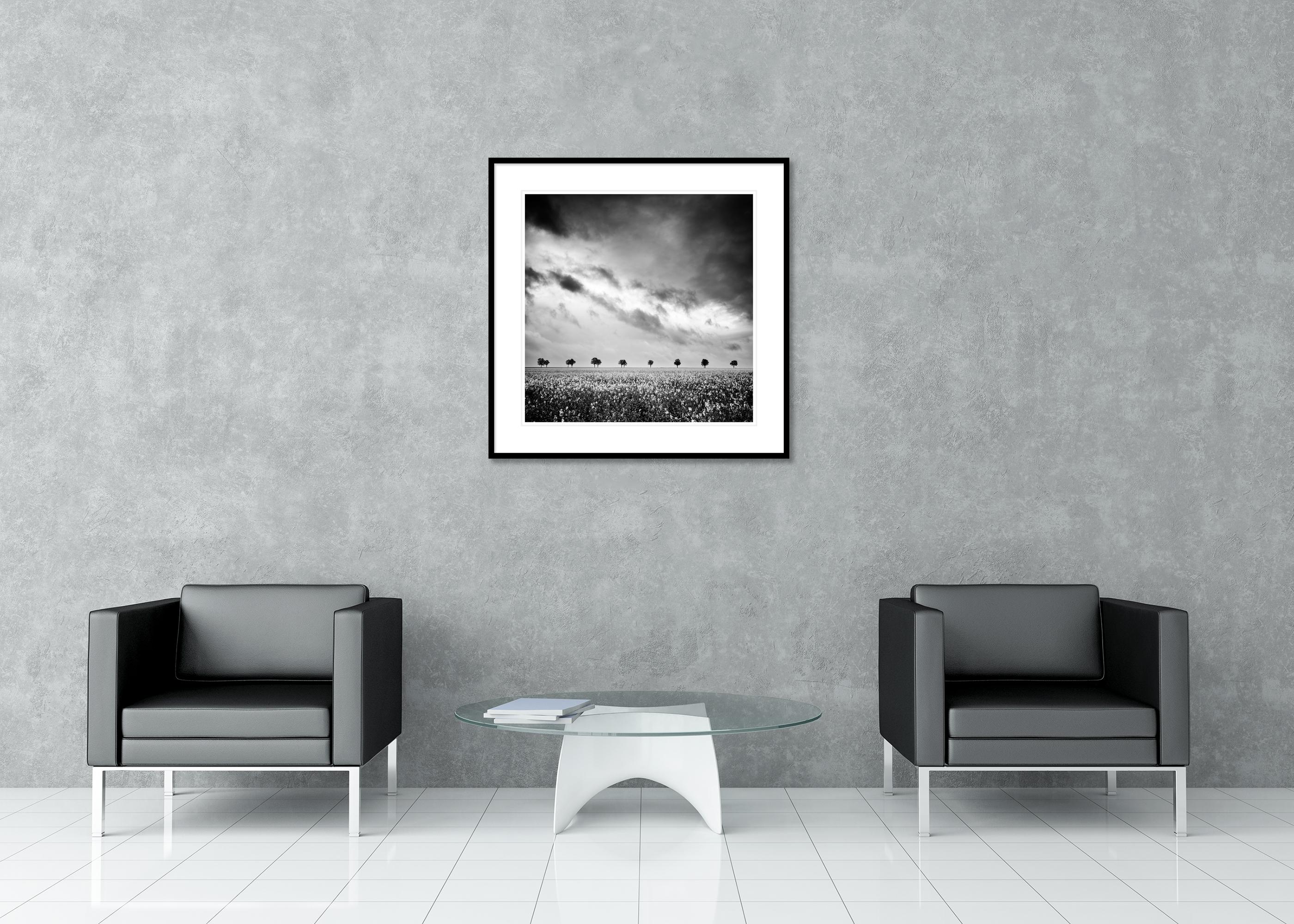 Fila de árboles en un campo de colza, fotografía en blanco y negro, edición limitada en venta 2