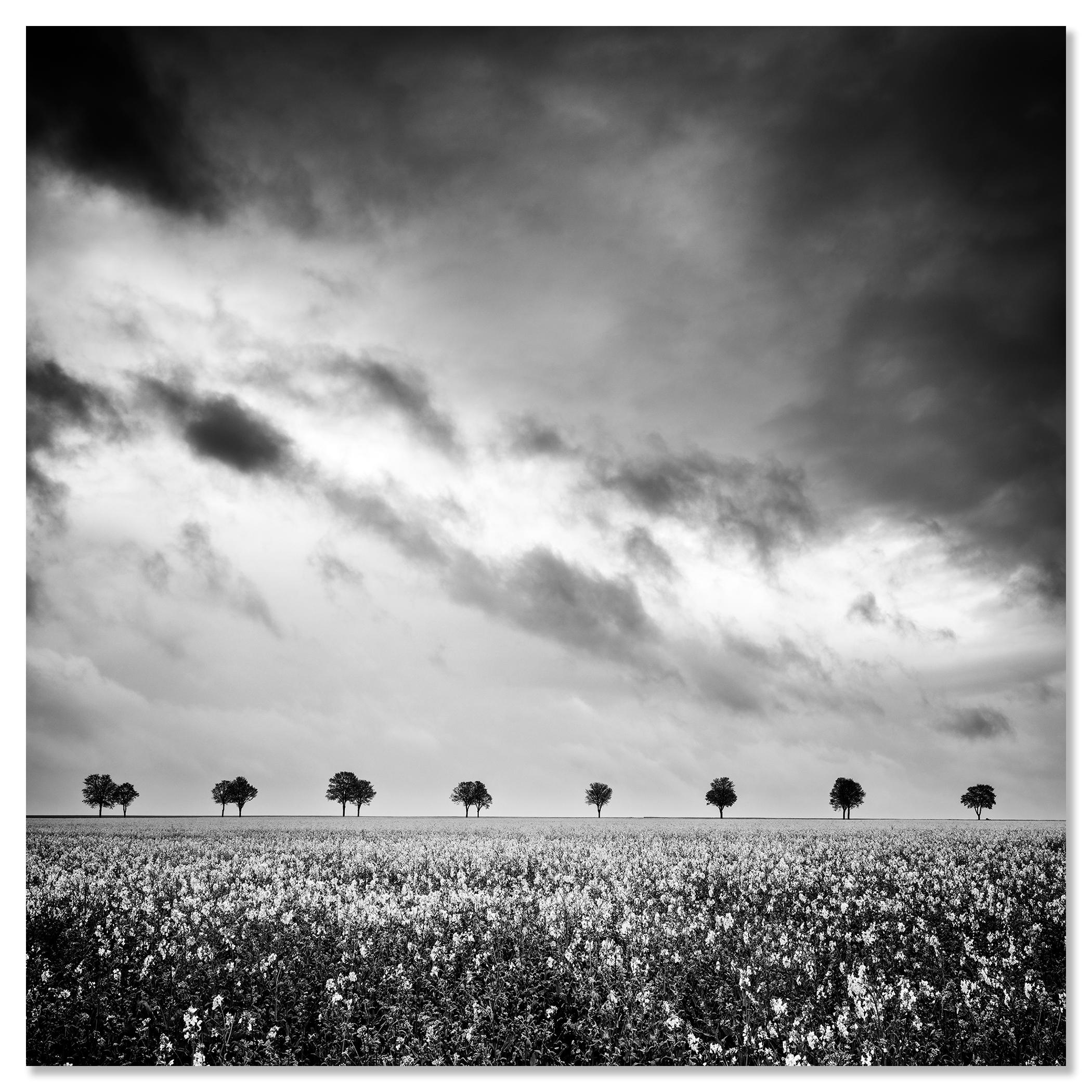 Fila de árboles en un campo de colza, fotografía en blanco y negro, edición limitada en venta 3