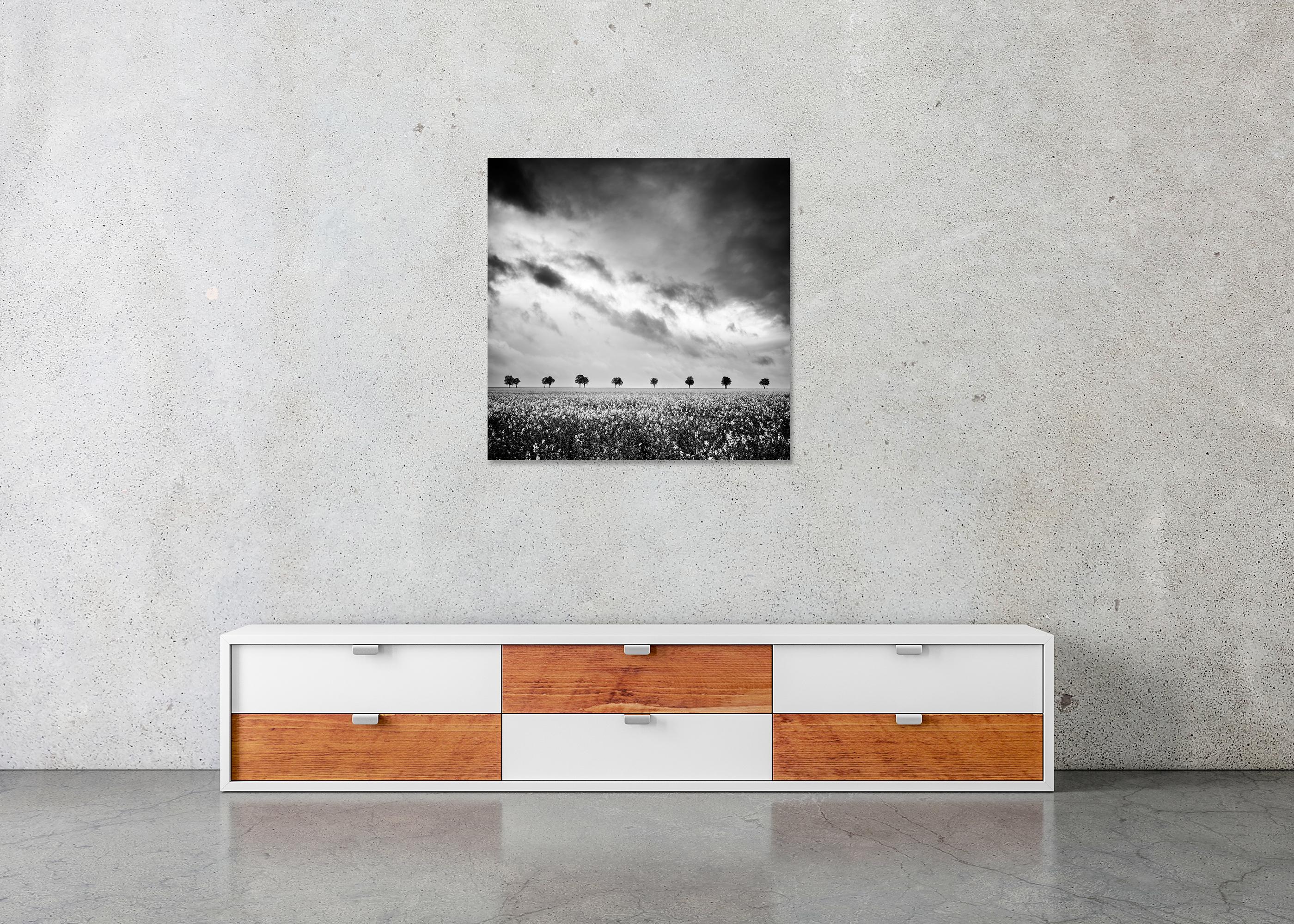 Fila de árboles en un campo de colza, fotografía en blanco y negro, edición limitada en venta 4